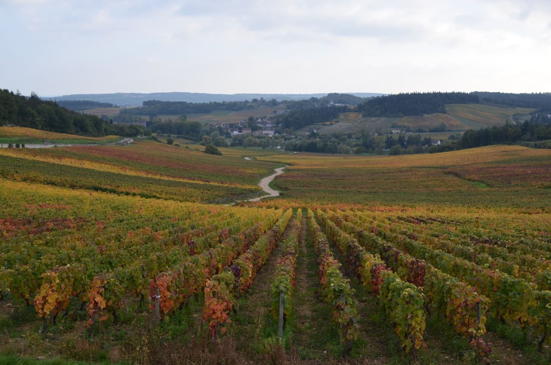 Legendary Burgundy Vineyards