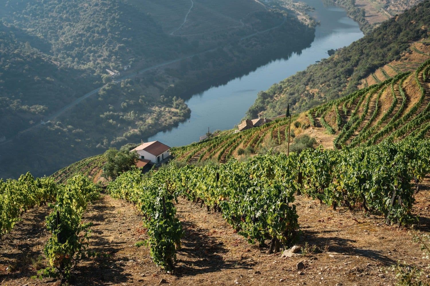 Walk Through UNESCO Vineyards