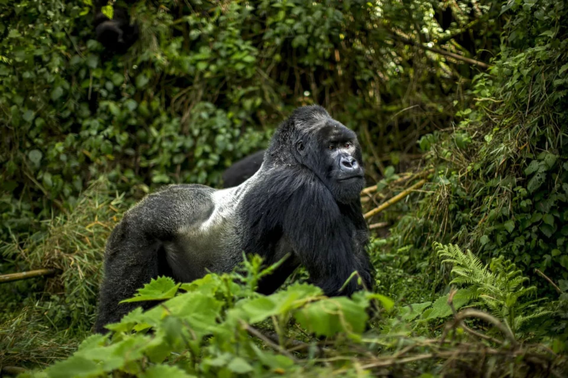 Mountain Gorilla Trekking Experience