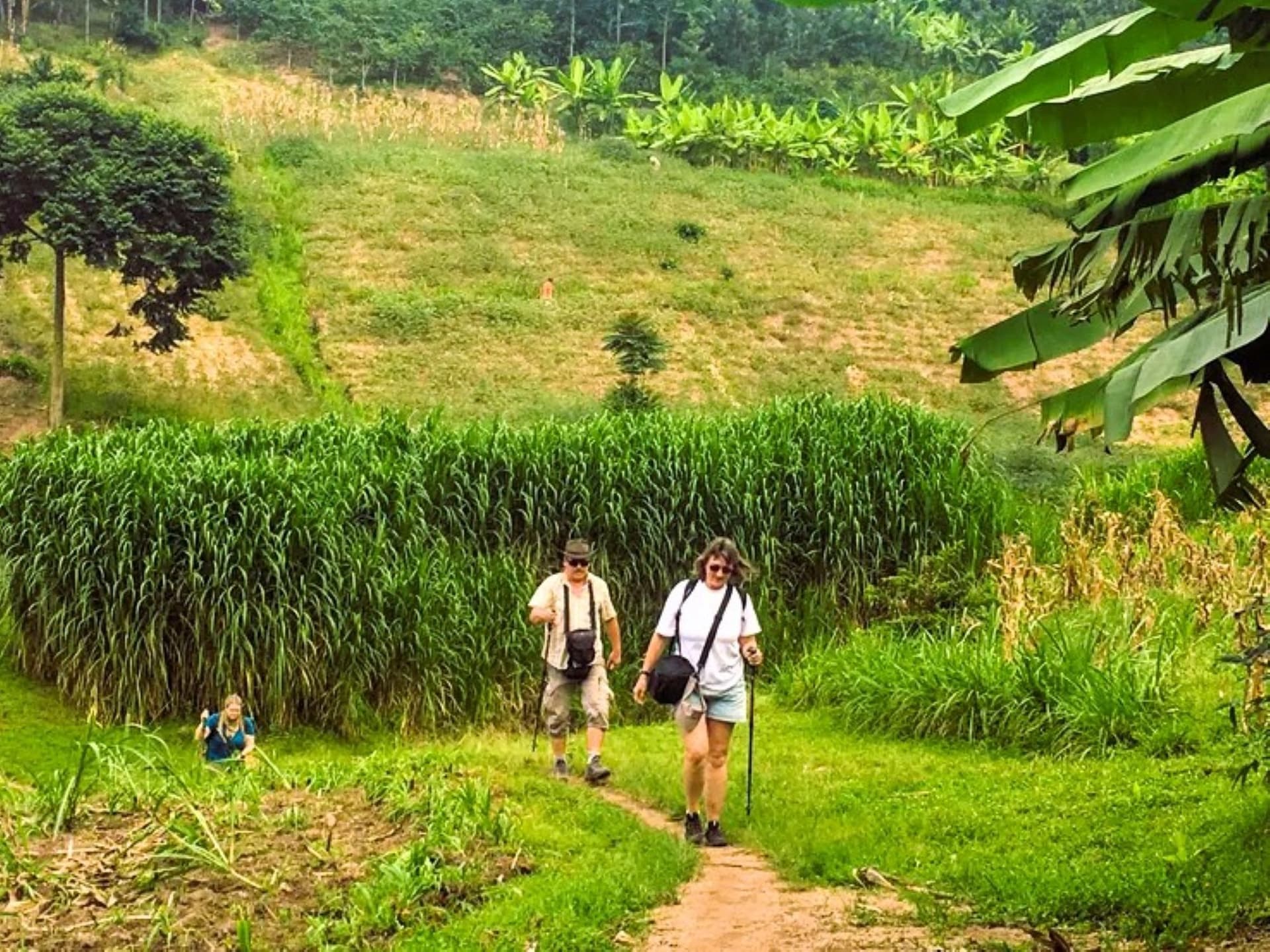 Primates and Rainforests of Rwanda Hiking and Walking Tour