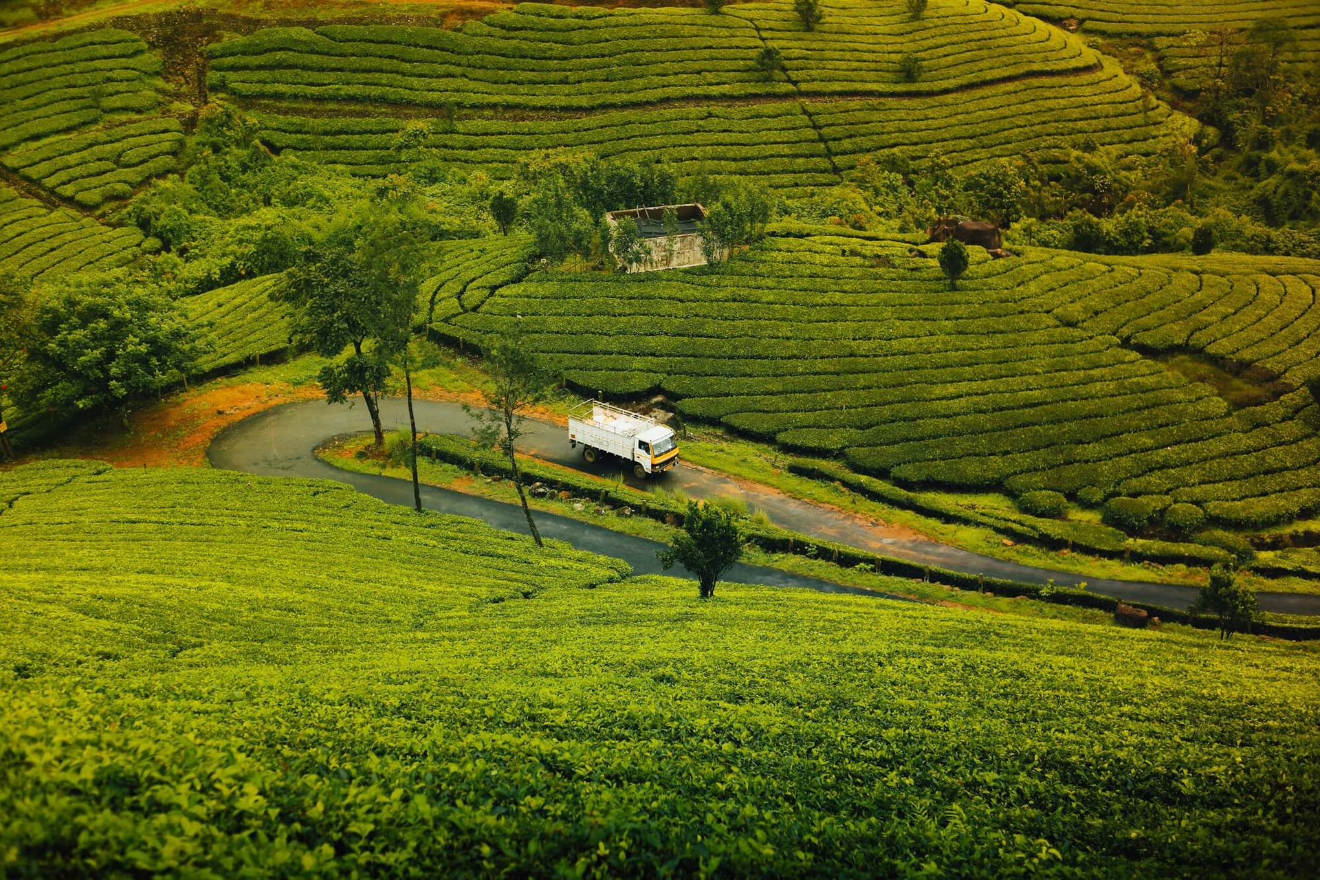 Tea Country Escape