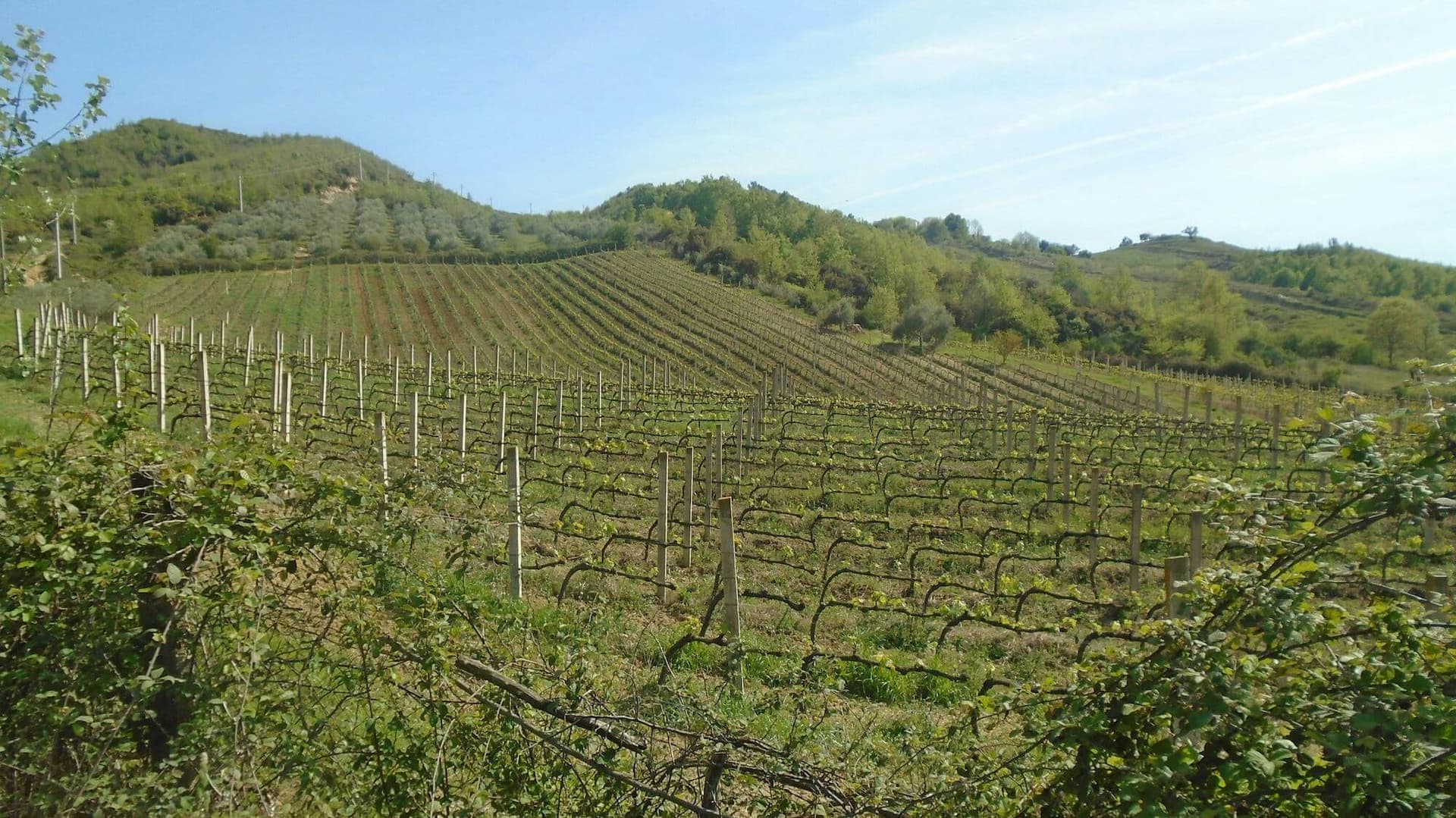  Karst Vineyards & Lipizzaners