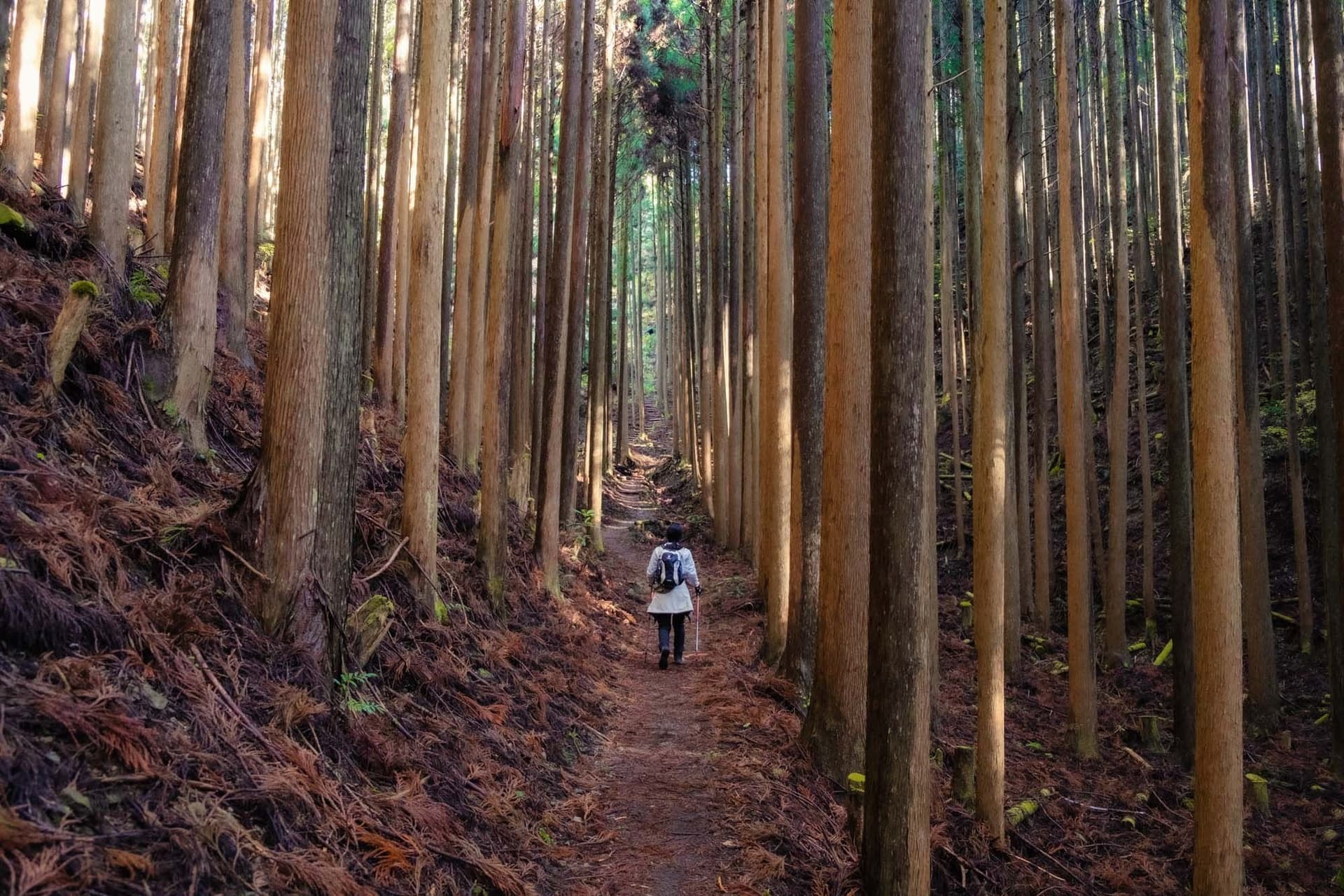 Kumano Kodo and Ise Hiking and Walking Tour