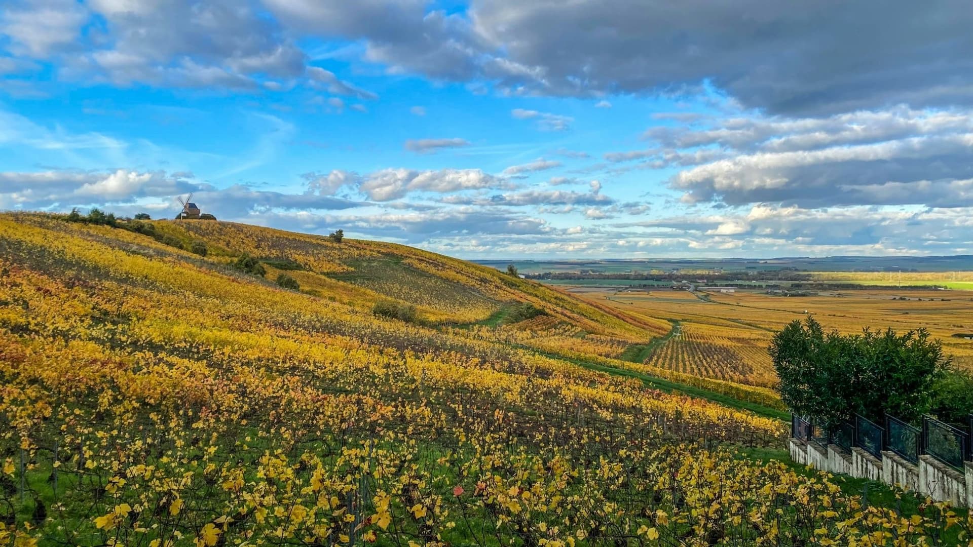 Rolling Vineyard Landscapes