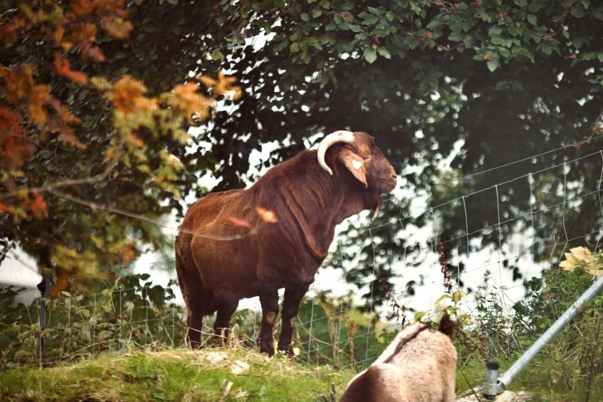 Musk Ox Kingdom