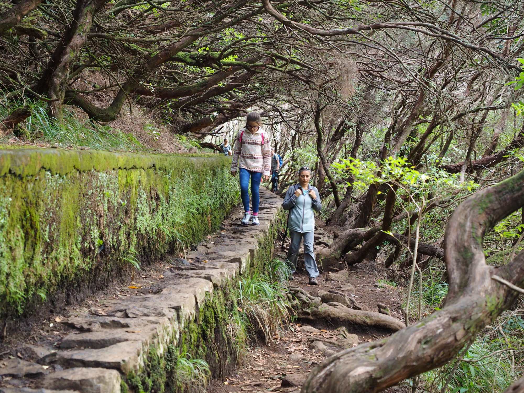 Mystical Fanal Forest