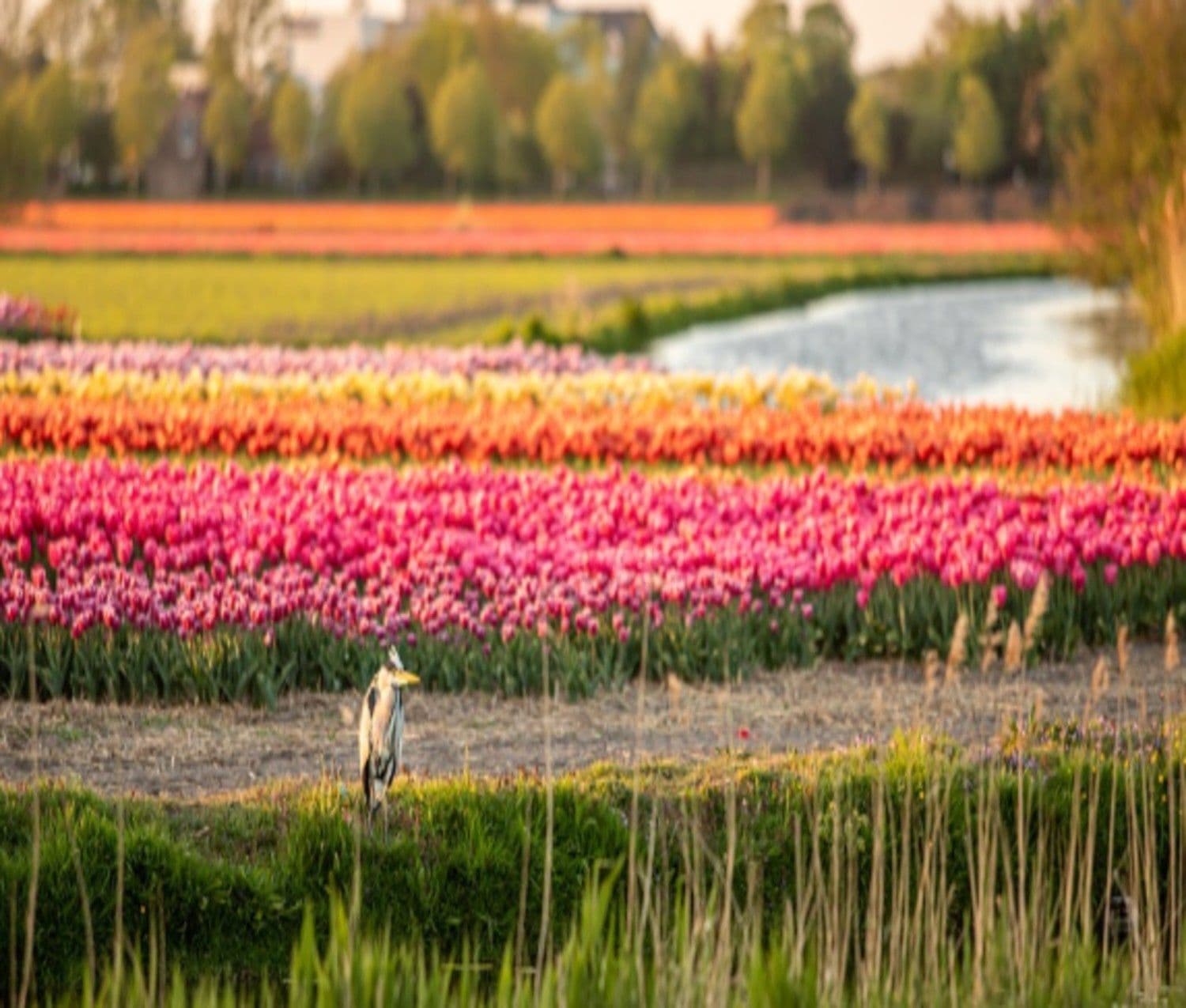 Tulip Fields in Full Bloom