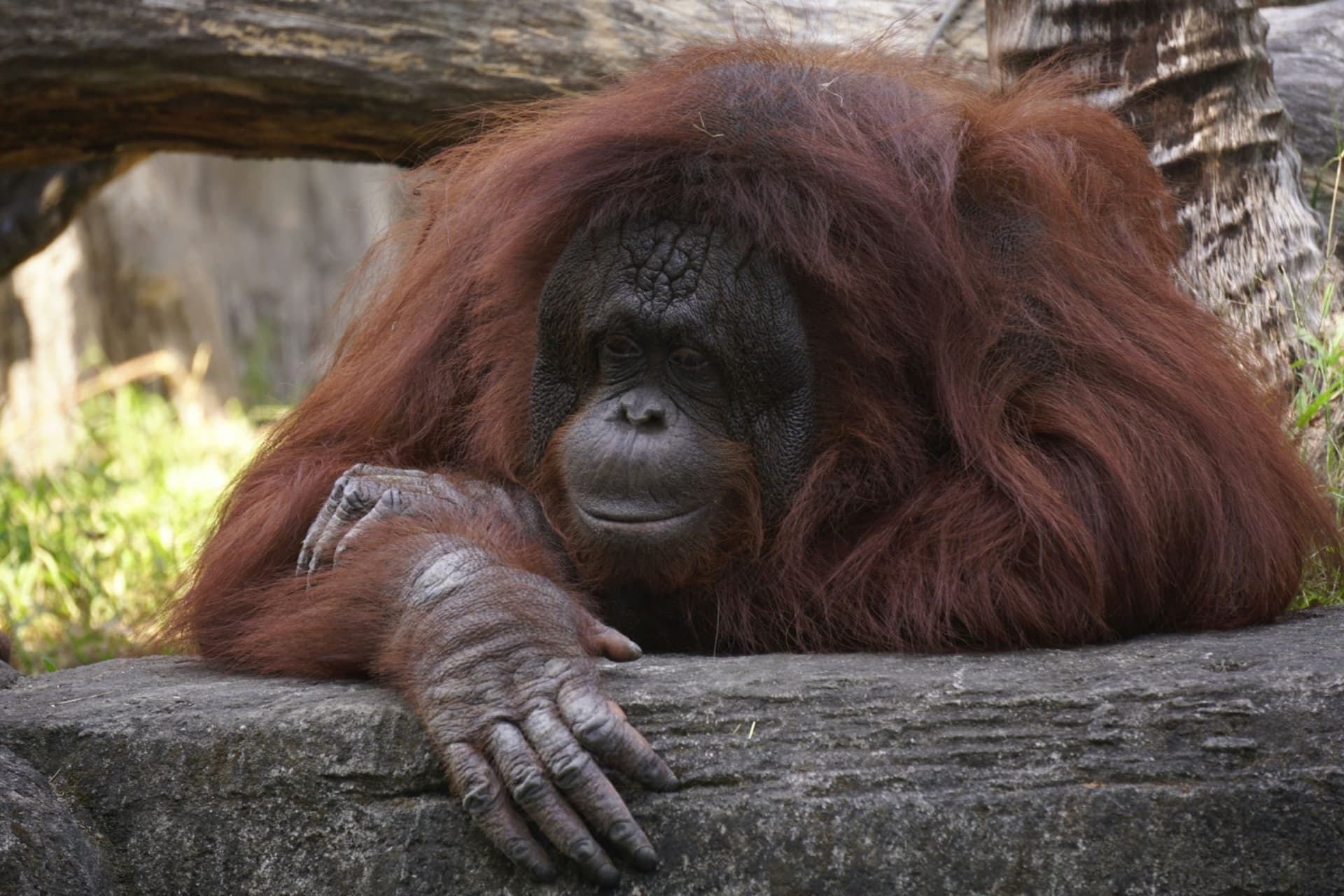 Borneo Rainforest Adventure