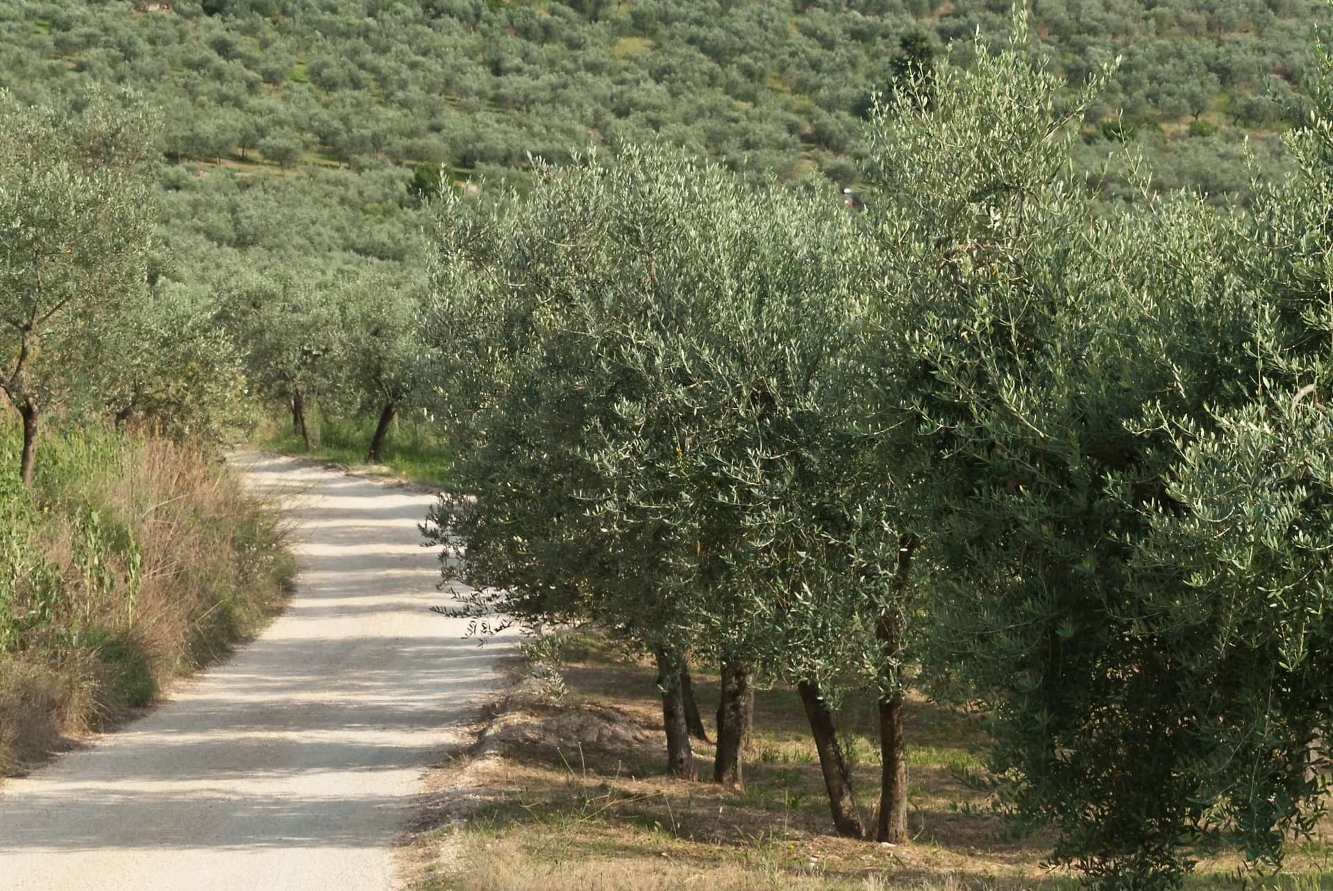 Scenic Countryside and Quiet Roads
