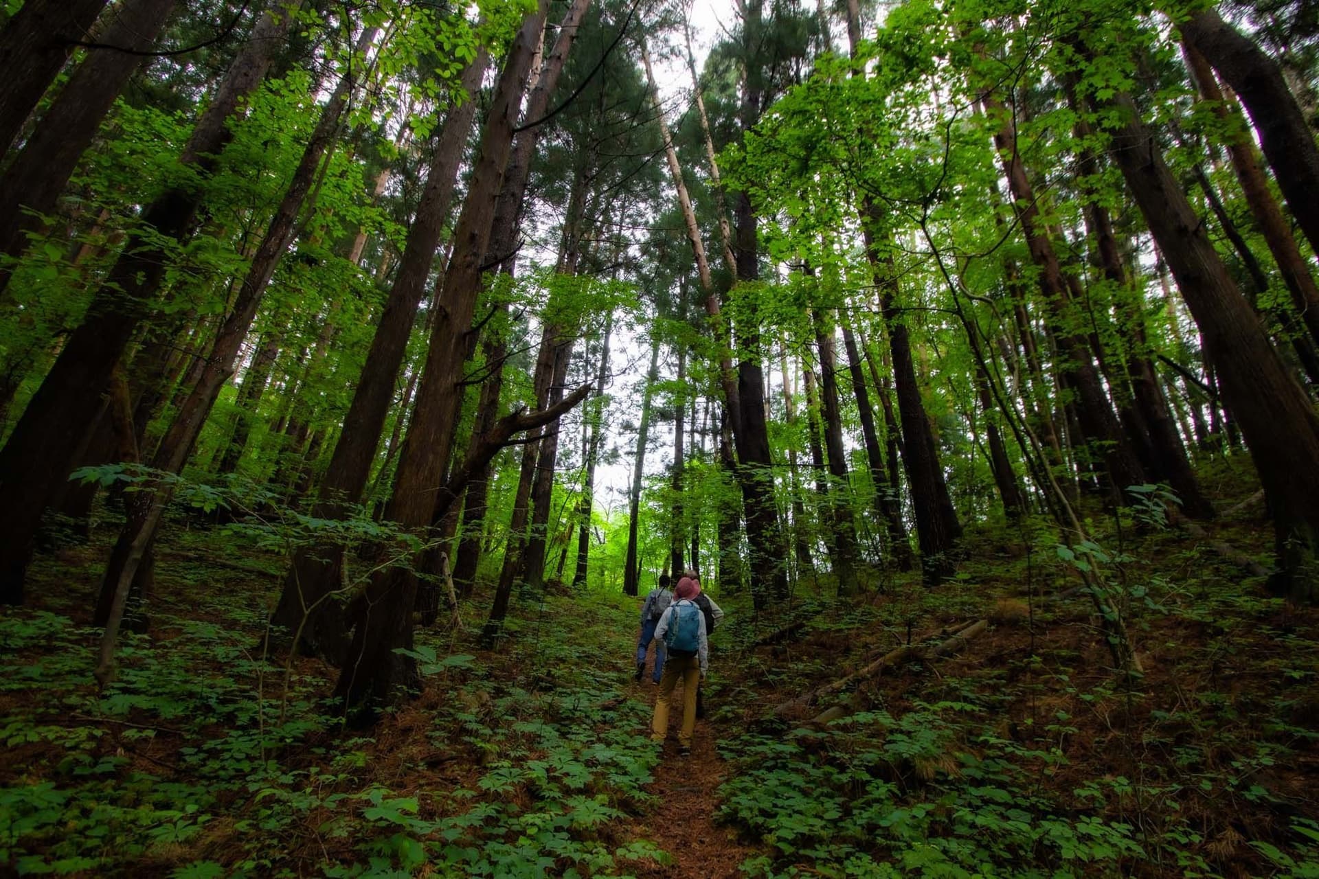 Michinoku Coastal Trail Hiking and Walking Tour