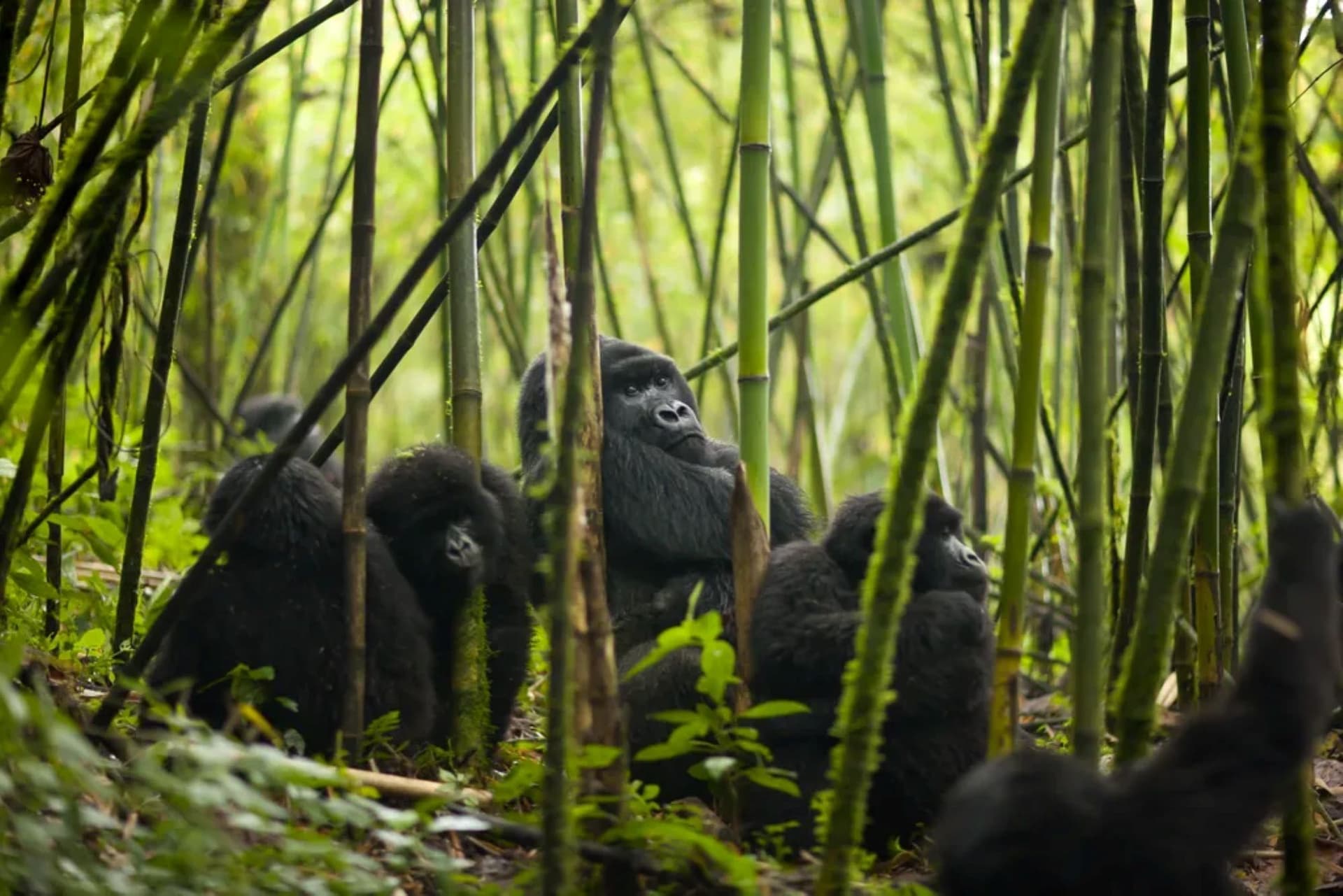 Boutique bike tours in Rwanda
