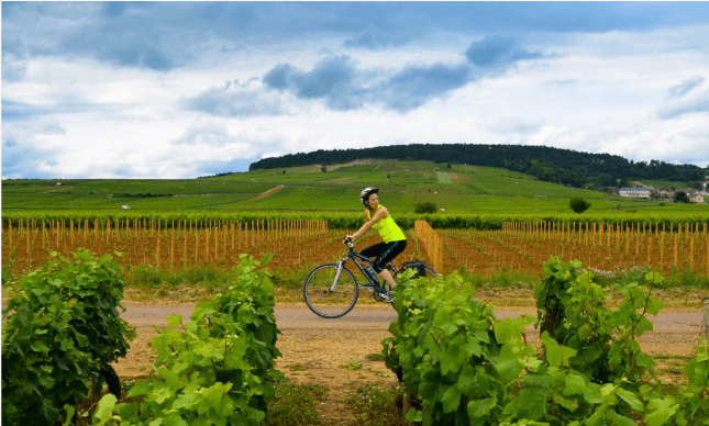 Essence of Burgundy in Luxury Loop Bike Tour