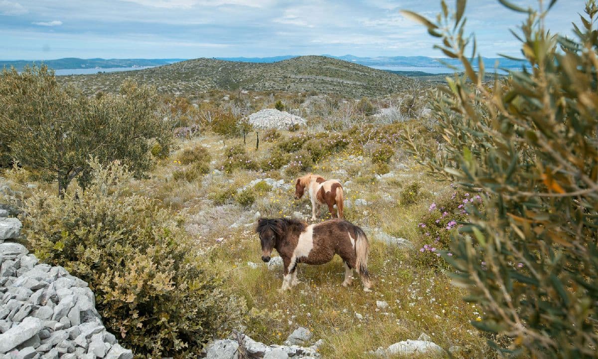 Authentic Island Life on Vis & Brač