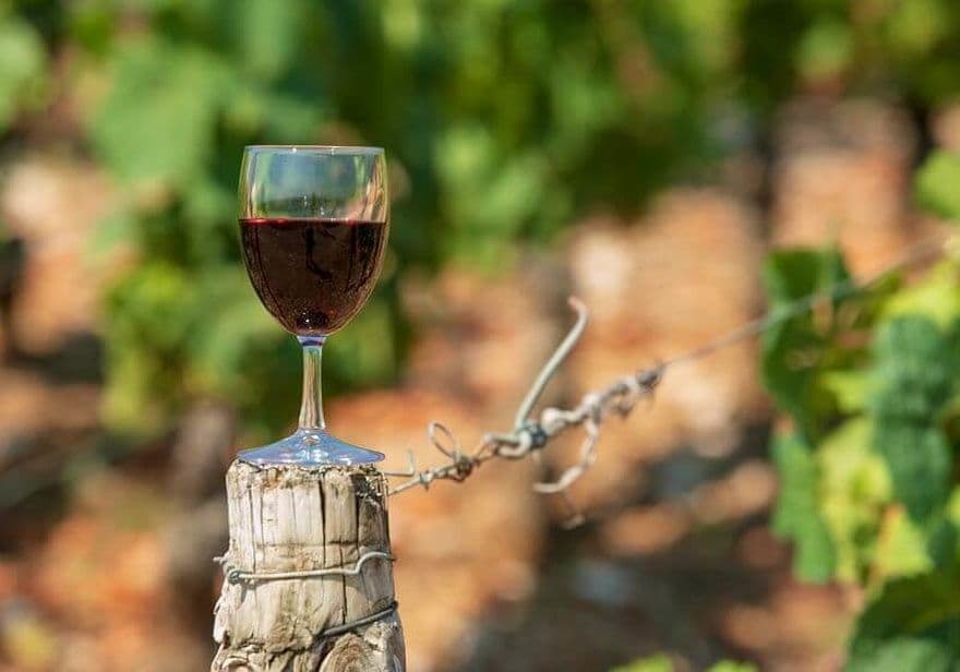 Taste Exceptional Wines at Source