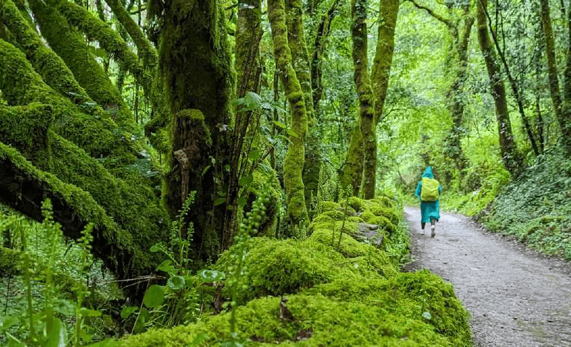 Hike the fabled Camino de Santiago