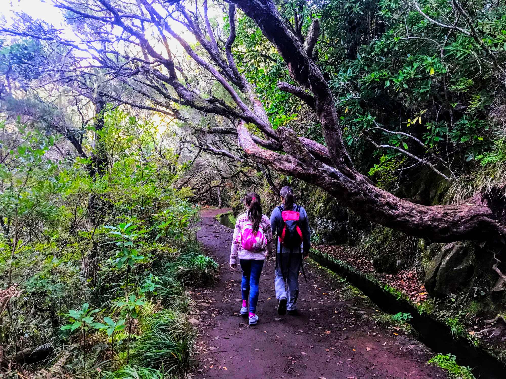 Enchanted Forest Trails