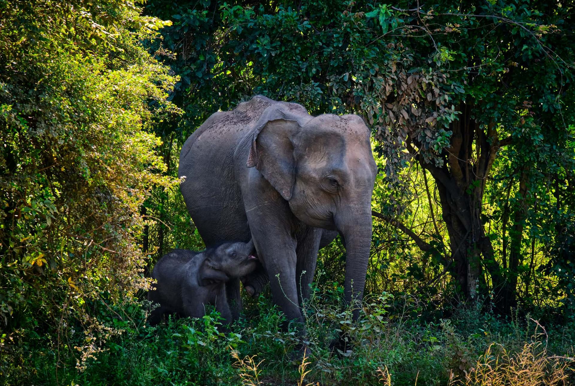 Spot wild elephants in the Gal Oya National Park
