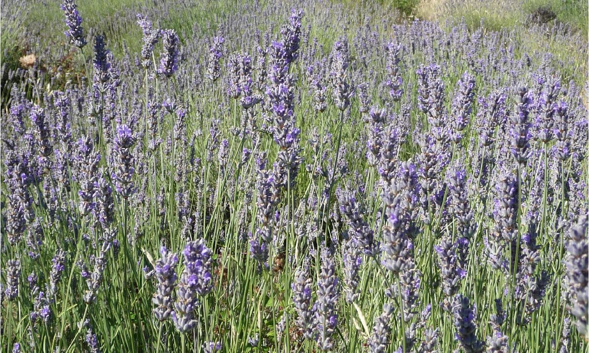Lavender Fields & Medieval Korčula