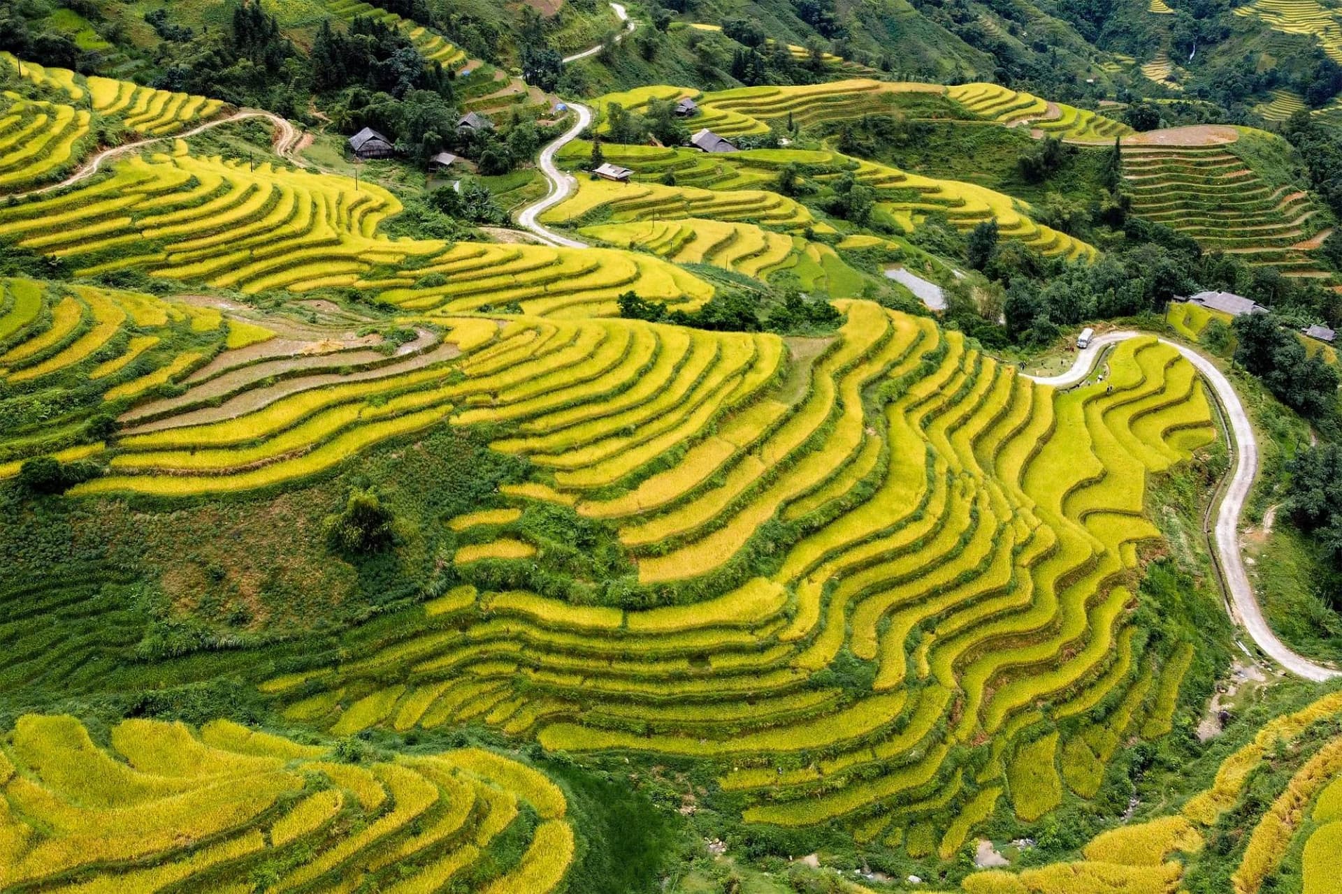 Hoang Su Phi Rice Terraces