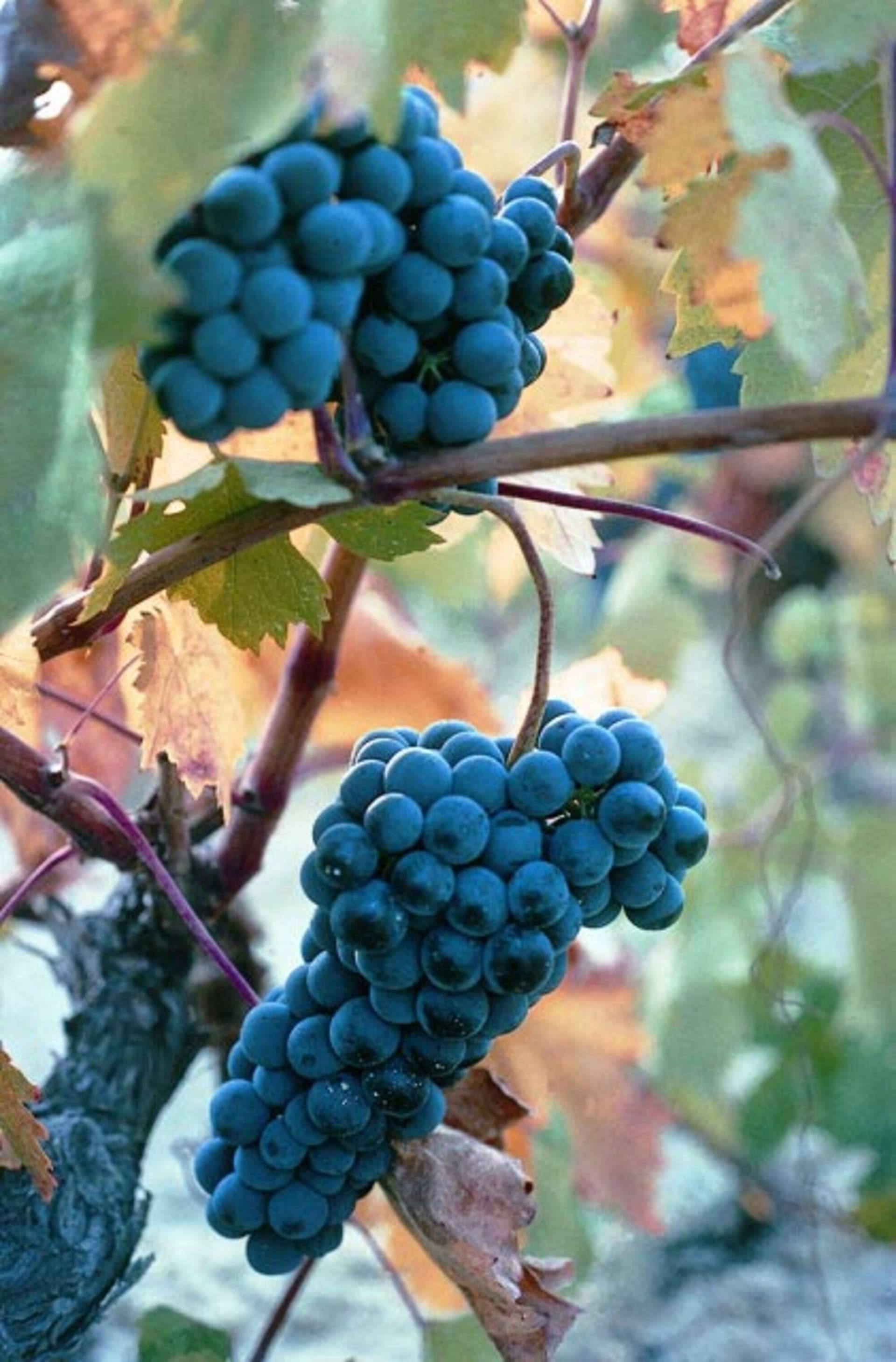 La Rioja Wine Region