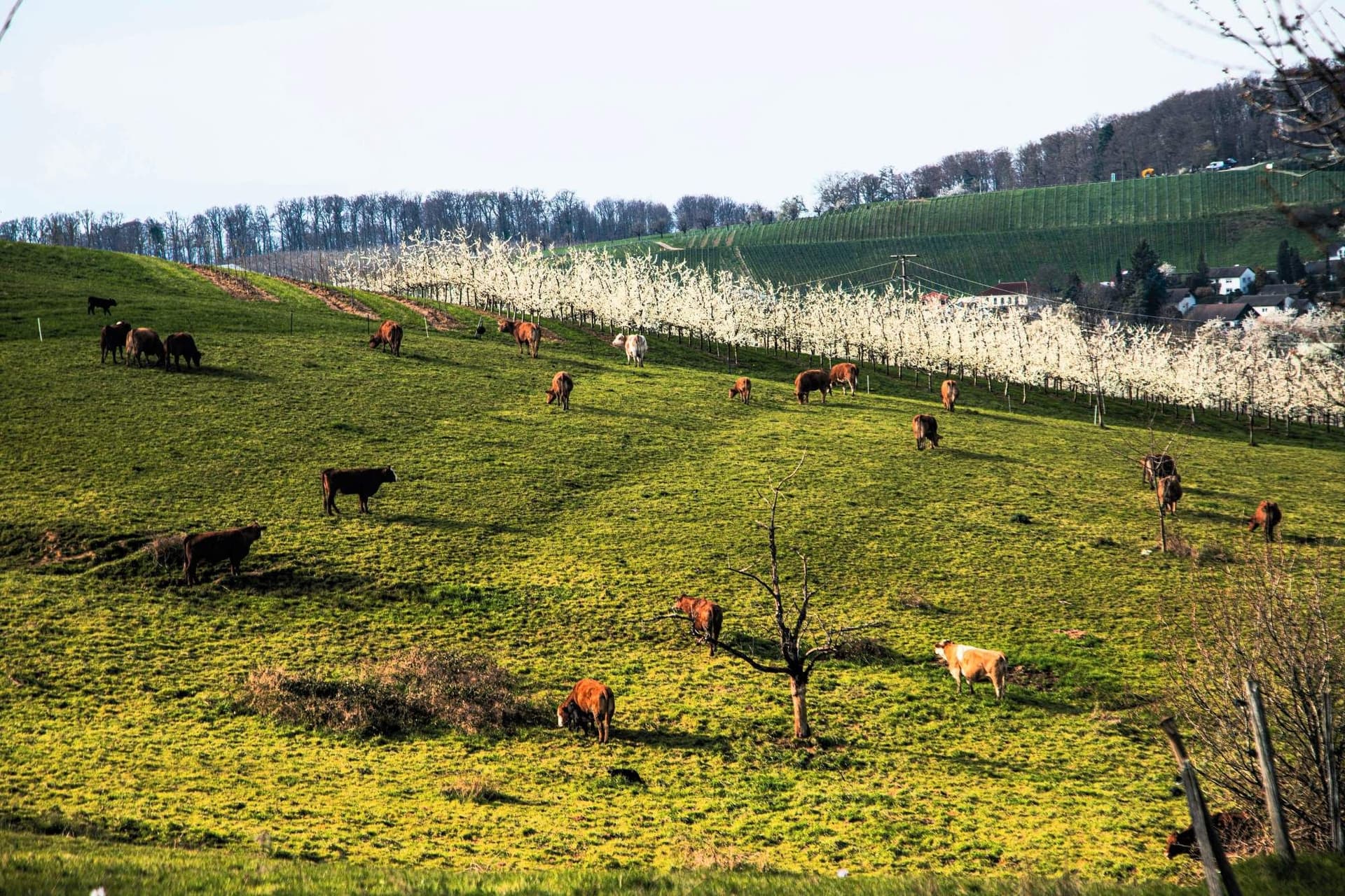 Markgräflerland Wine Region