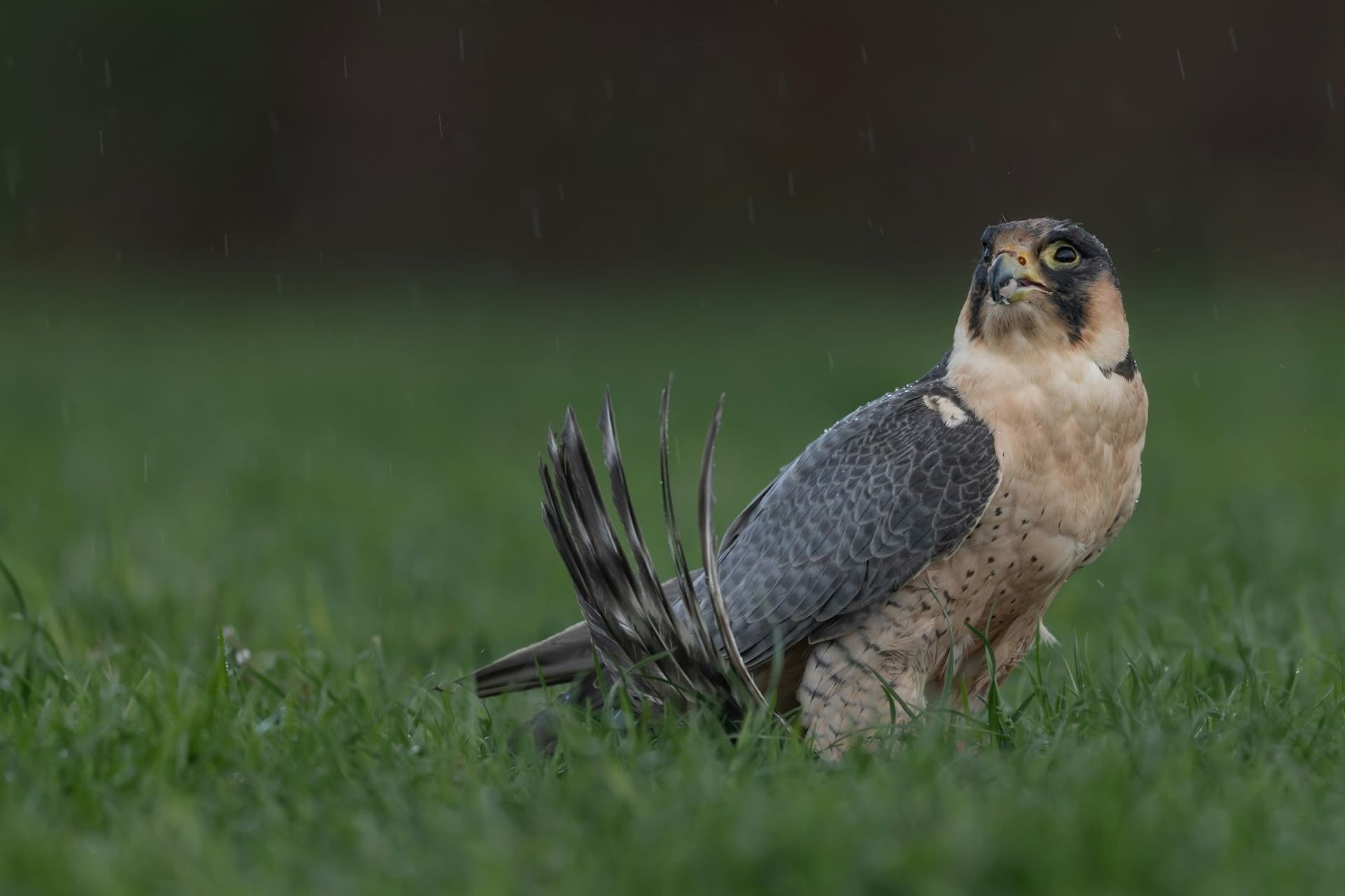 Rich Wildlife Encounters