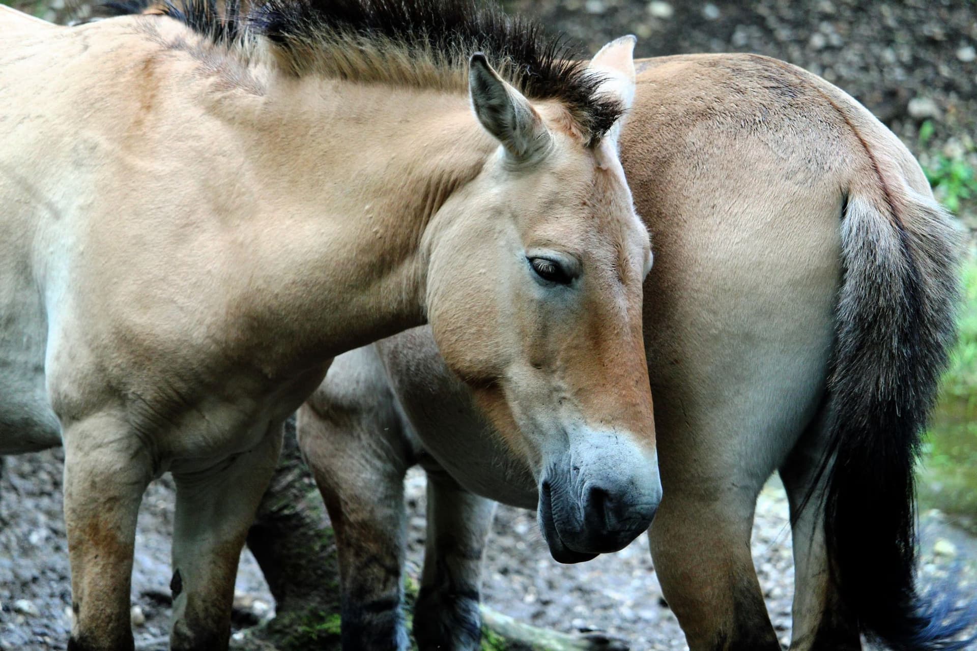 UNESCO Nature Reserve and Rare Wildlife