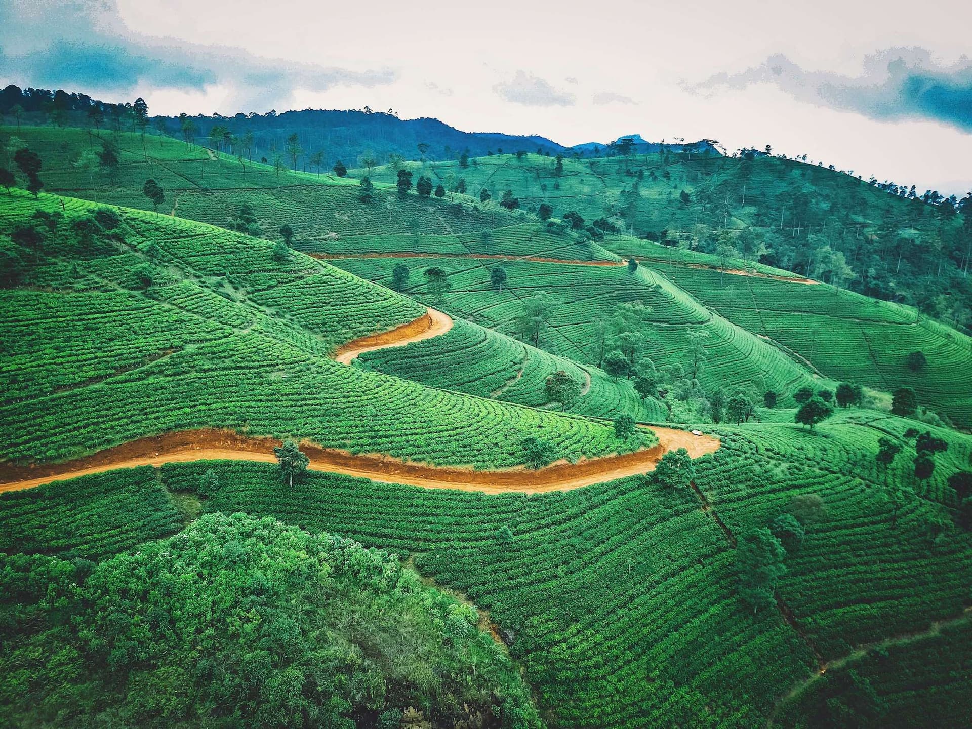 Temples and Tea Trails of Sri Lanka Hiking and Walking Tour