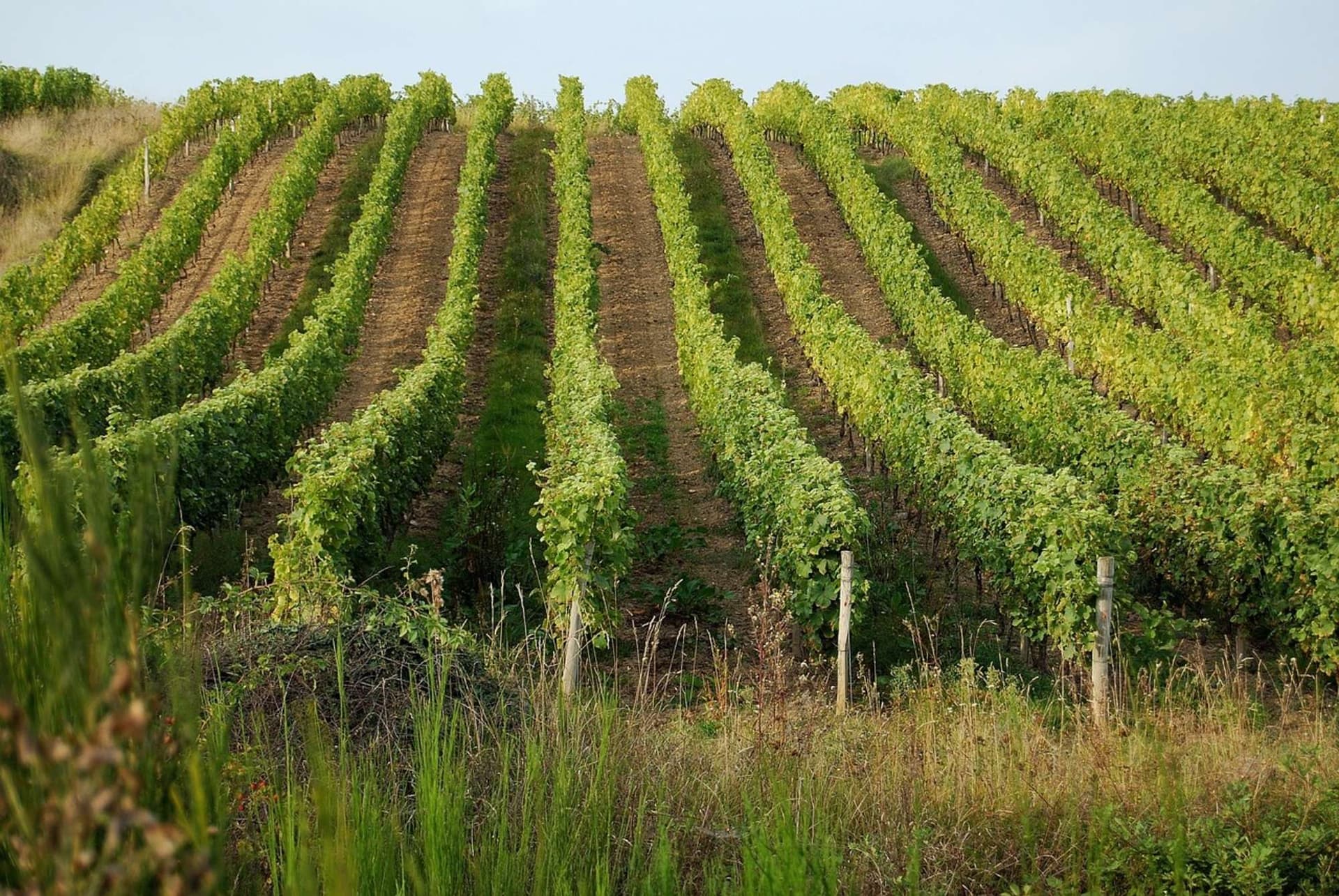 Scenic Cycling Along Rivers and Vineyards