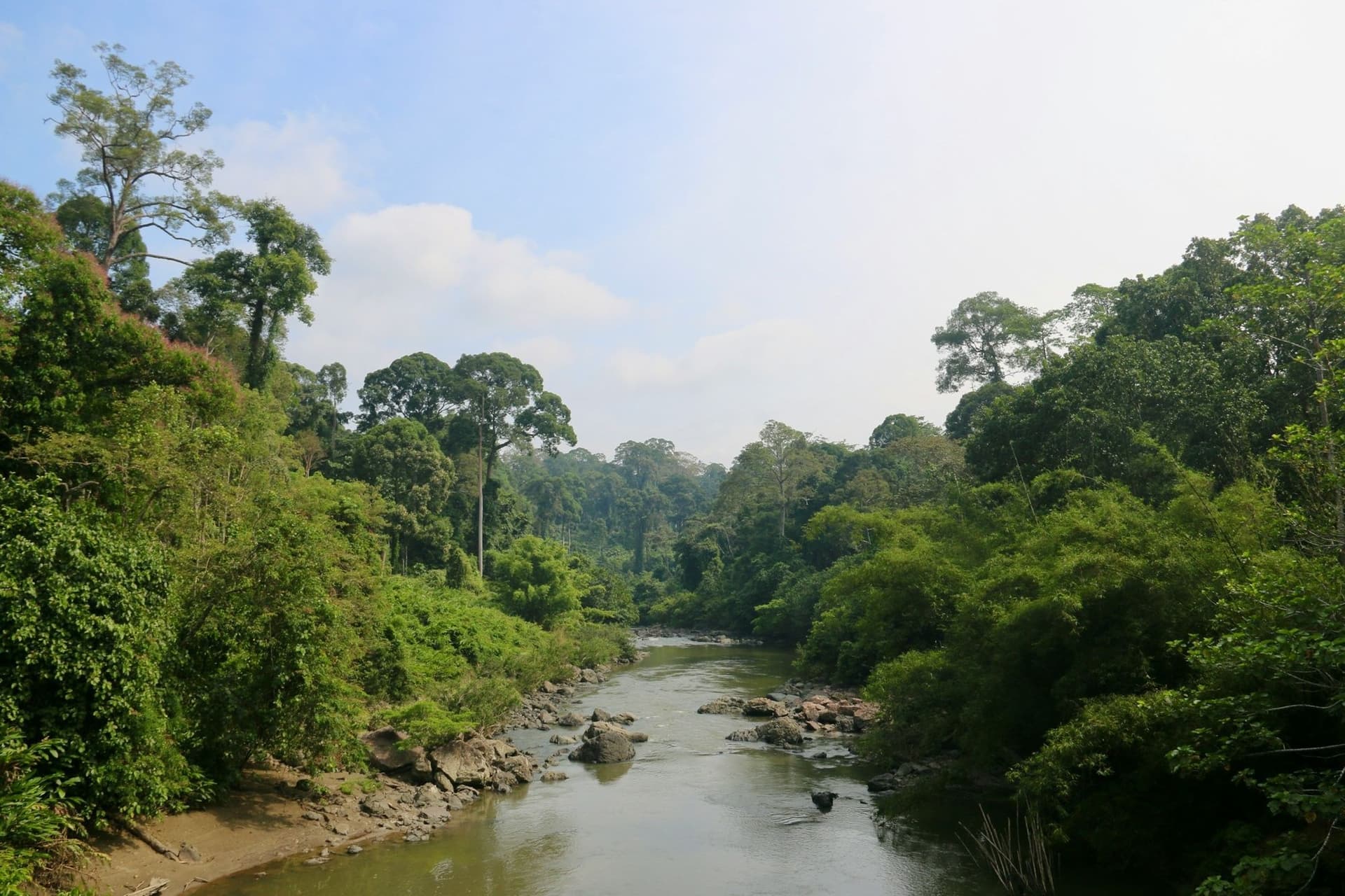 Borneo Rainforest Adventures