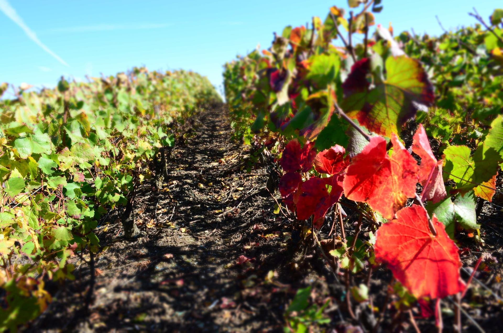 Cycling the Champagne Trail through the Marne Valley