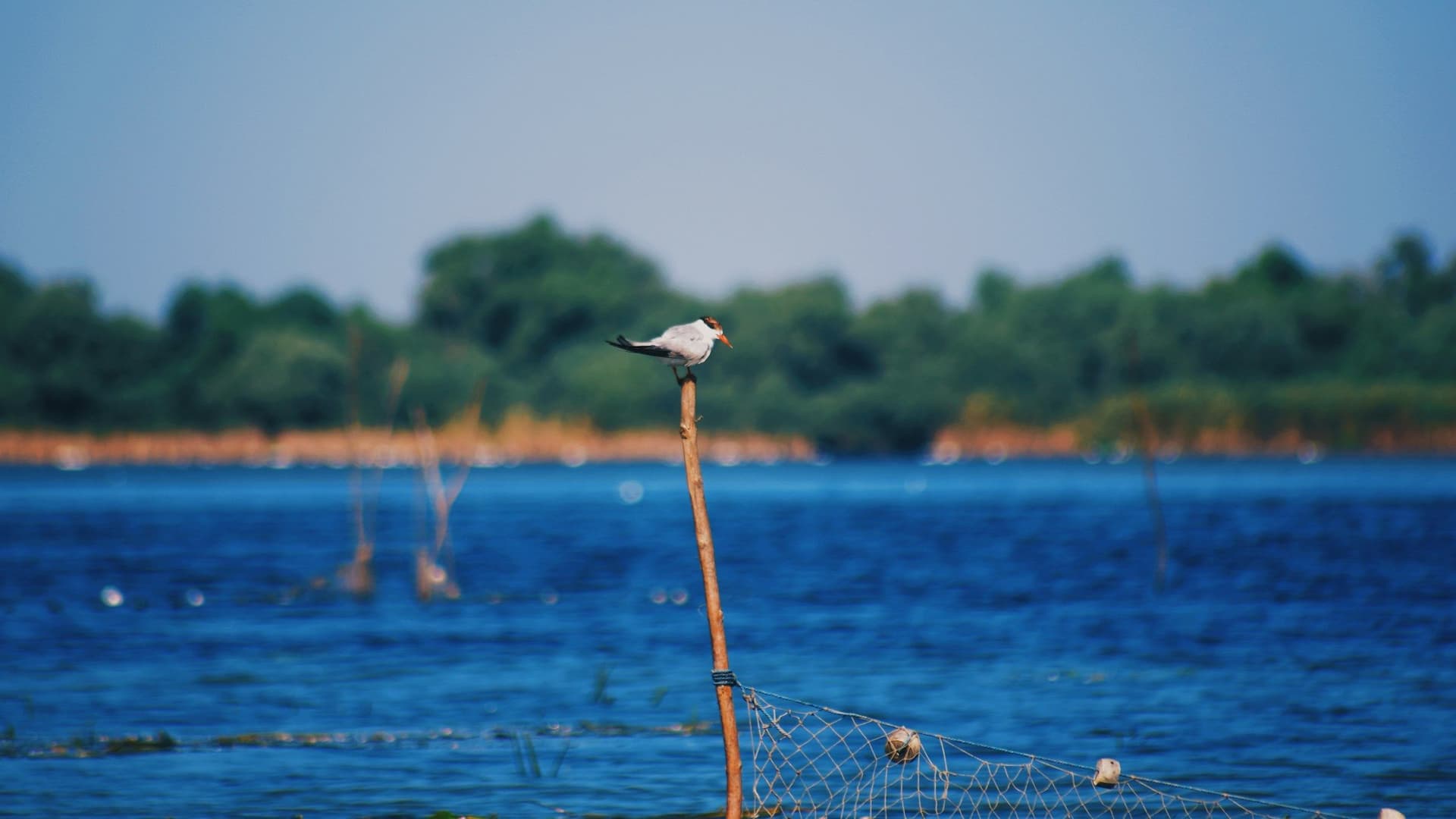 Wildlife and Birdwatching