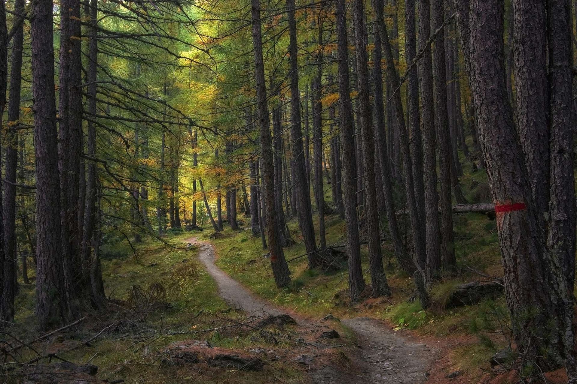 Historic Trails and Chestnut Forests