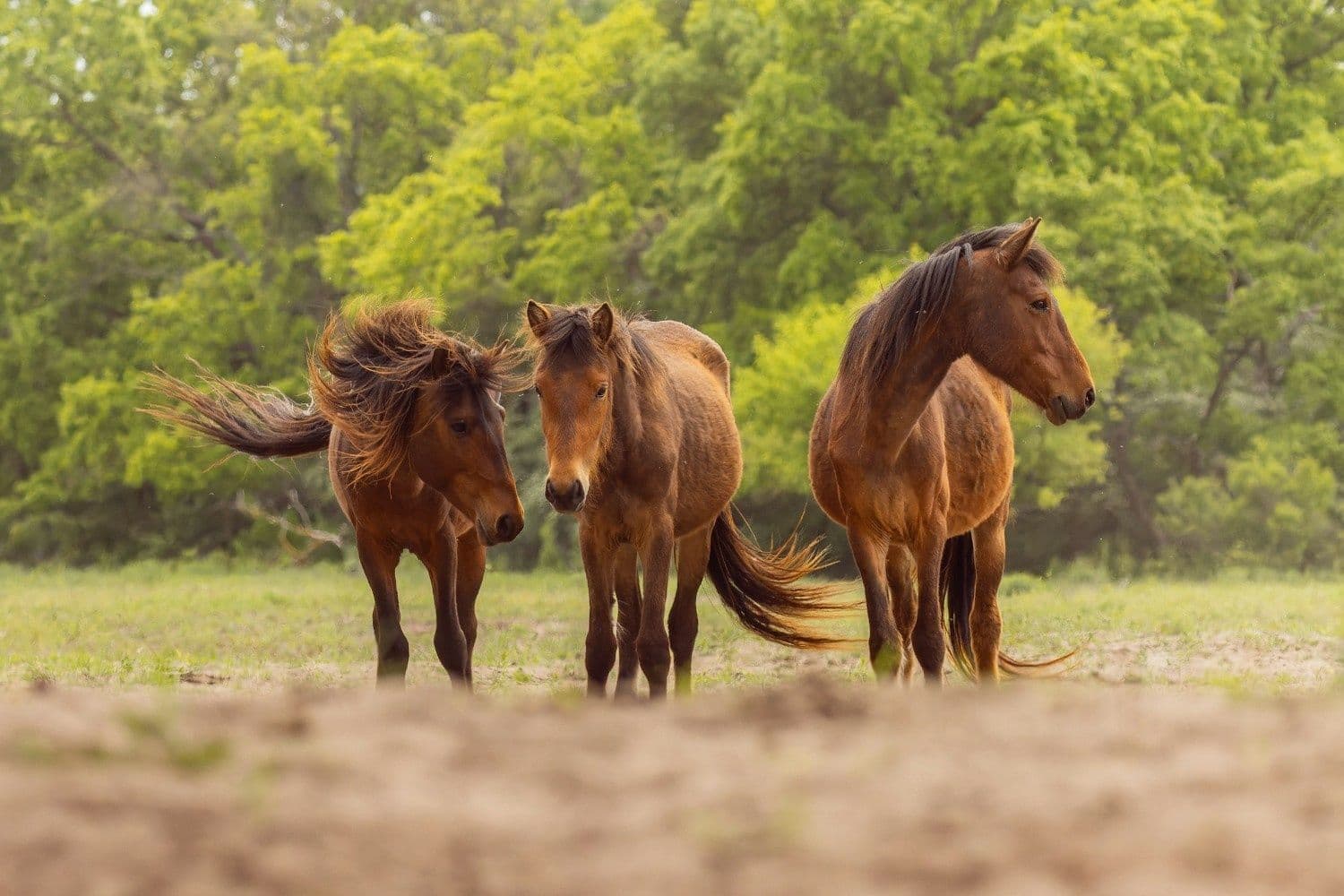 Explore Romanian rural life along the Danube