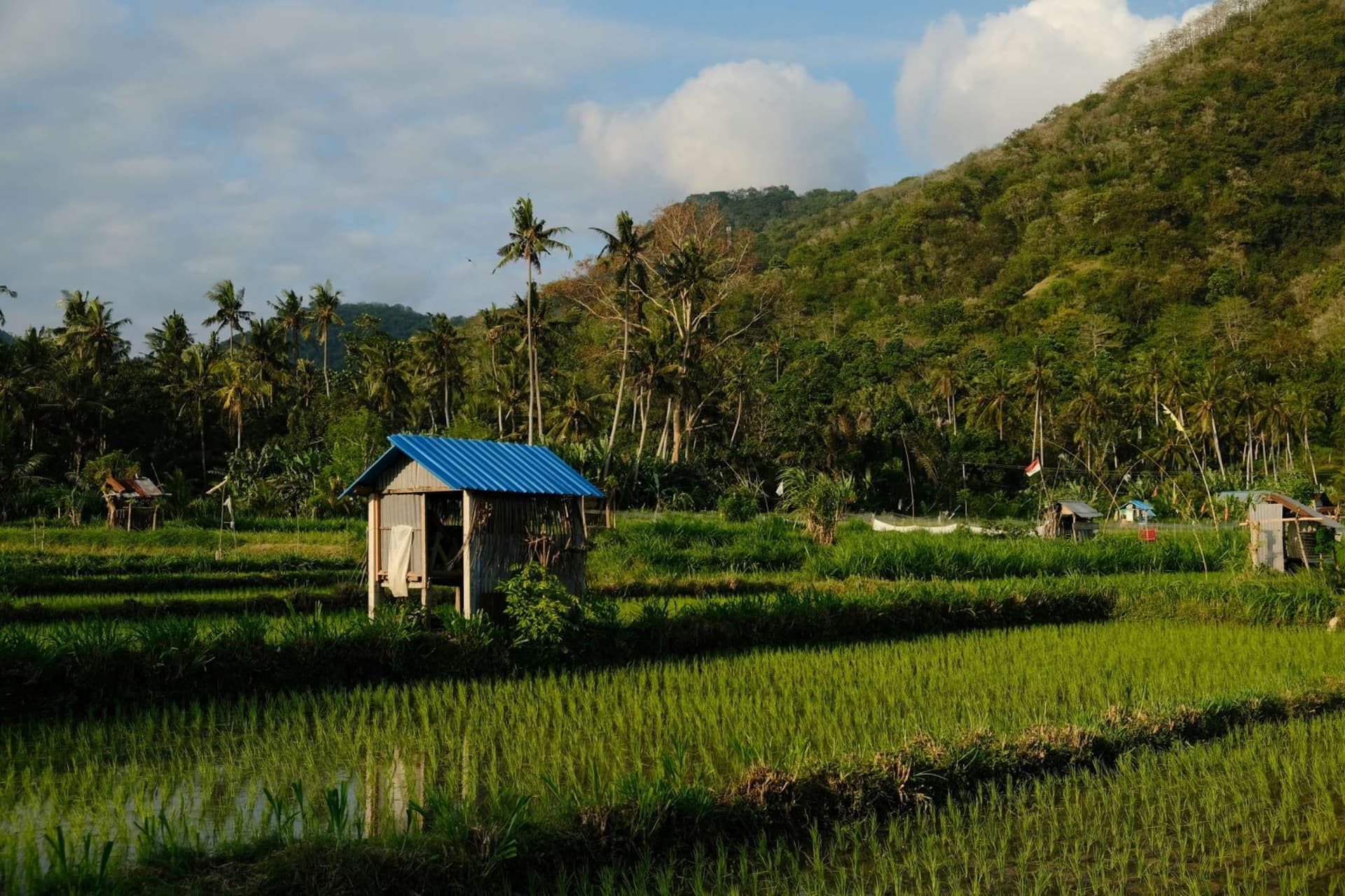 Sulawesi Highlands and Torajan Traditions