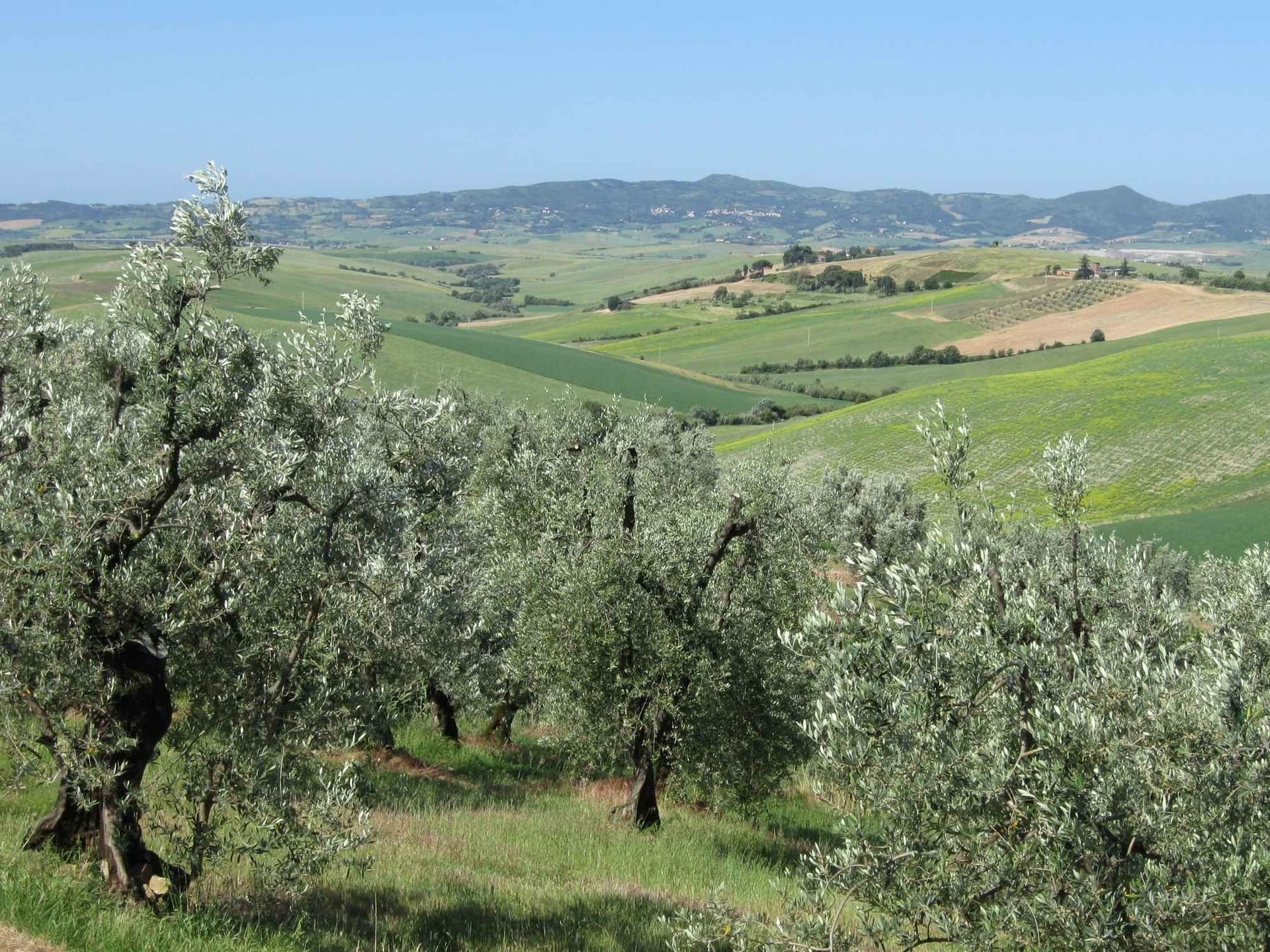 Renaissance Florence and Tuscan Countryside