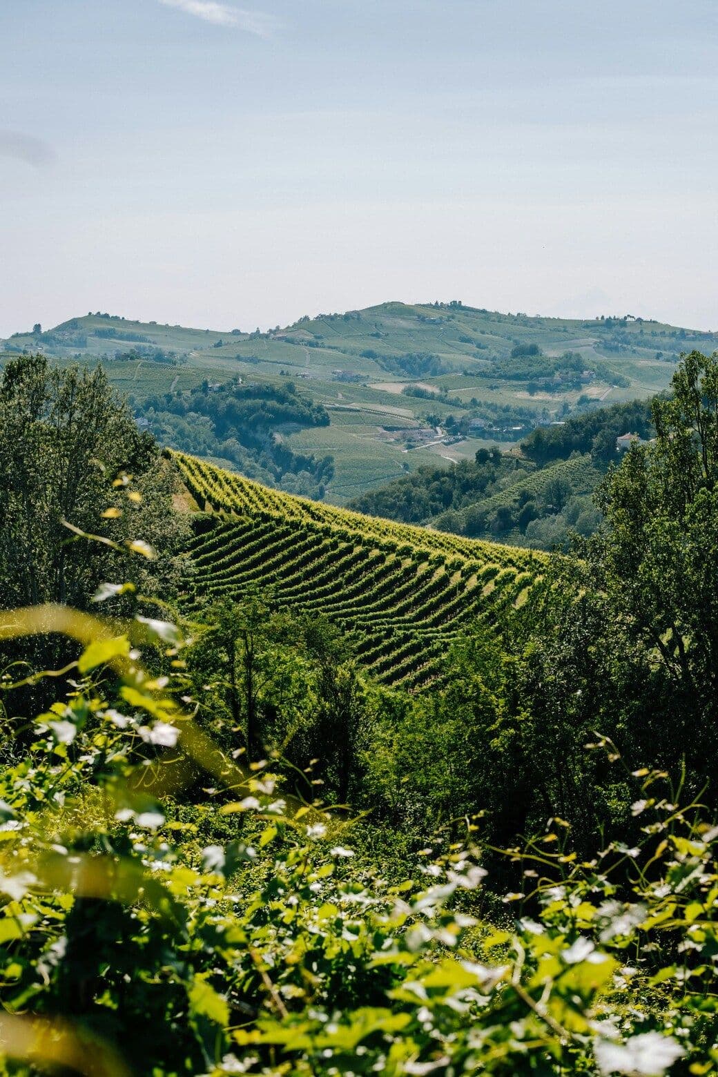 Boutique hiking & walking tours in Piedmont