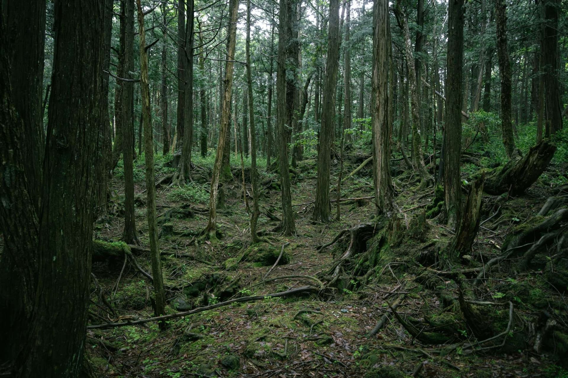 Scenic Forest Trails