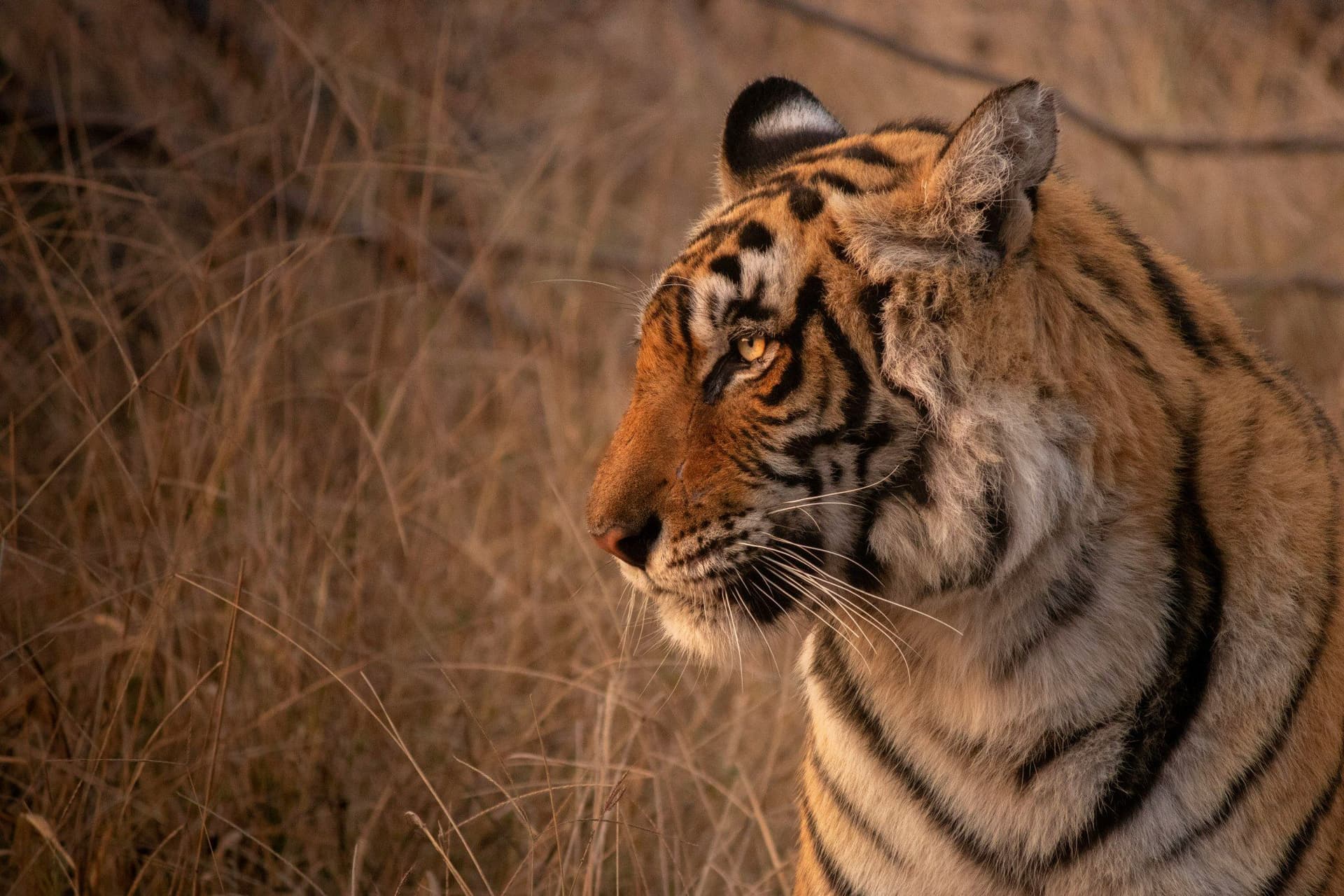 Desert and Wildlife Experiences
