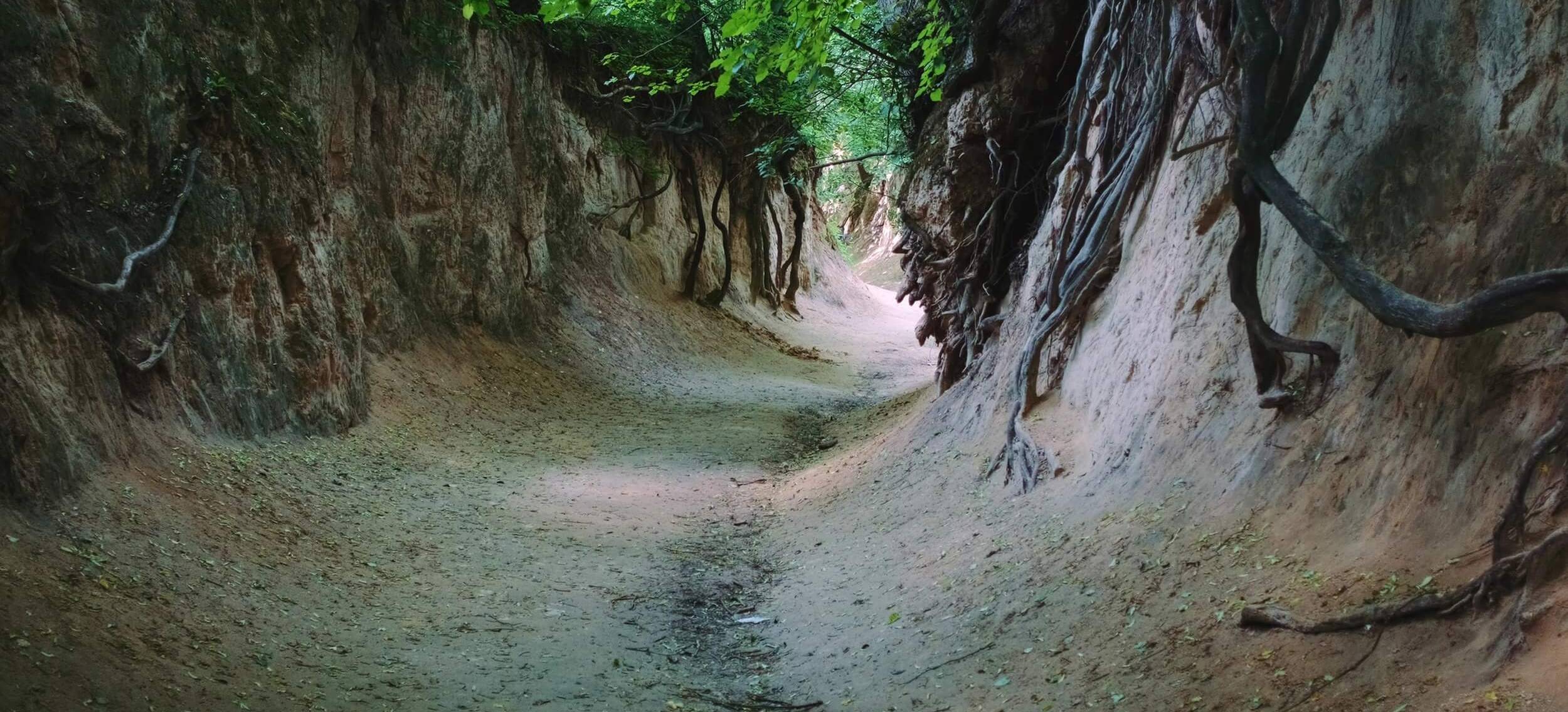 loess ravine in kazimierz dolny