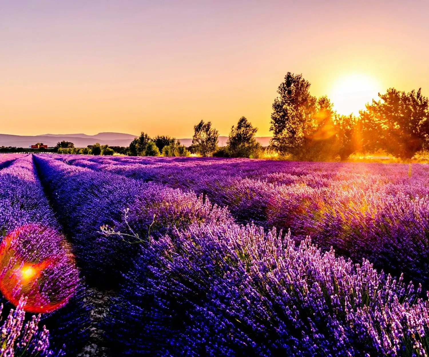 leonard cotte c1Jp fo53U8 unsplash (1)