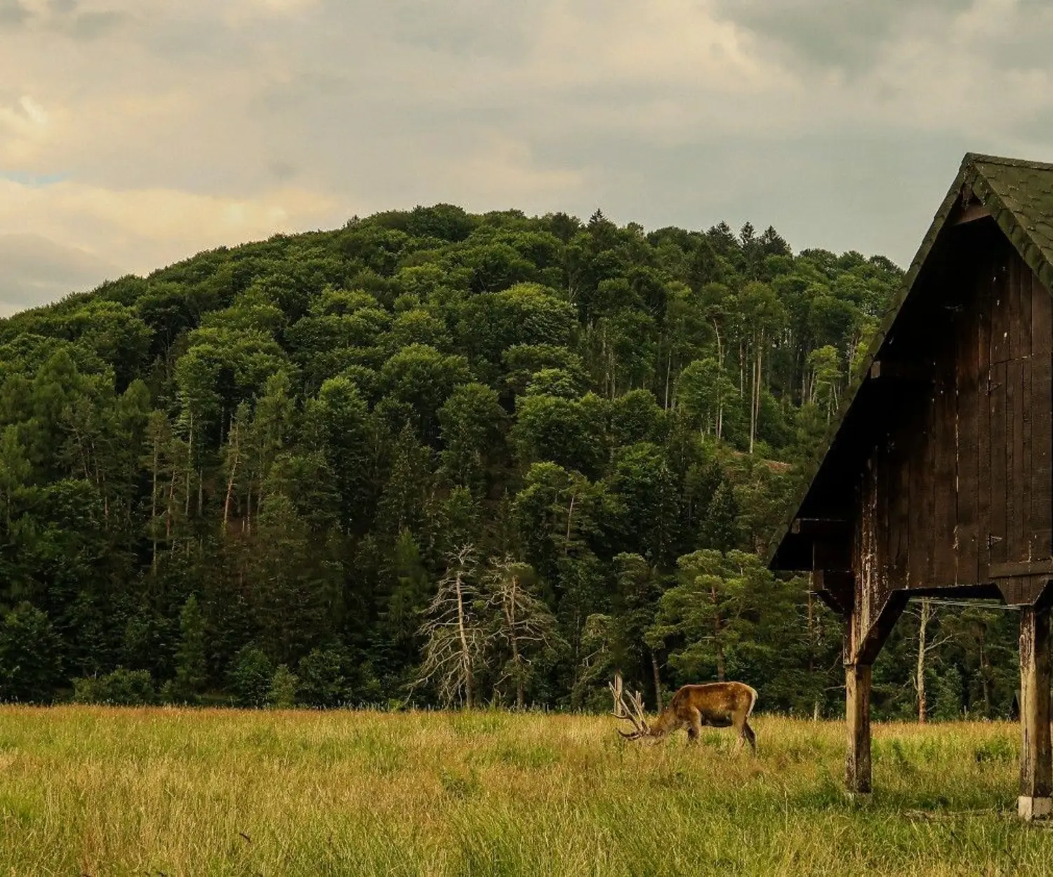 Romania landscape
