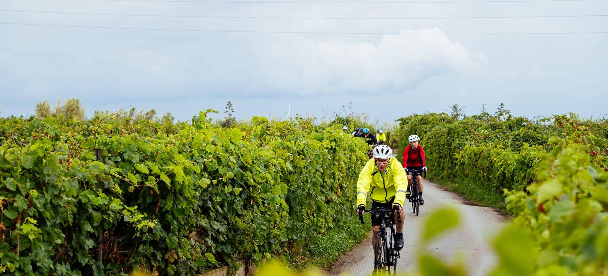 cyclist vinyard