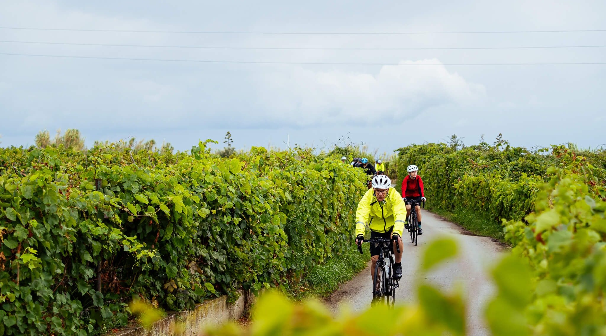 cyclist vinyard