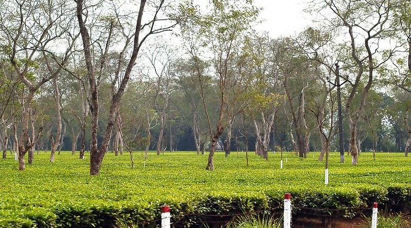 Assam teaplantation1