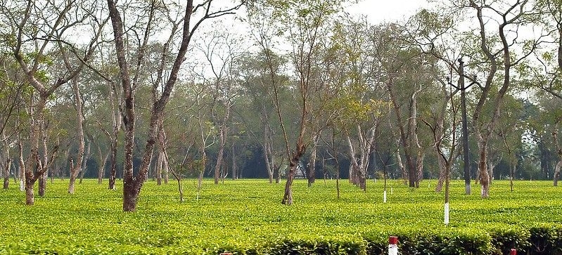 Assam teaplantation1