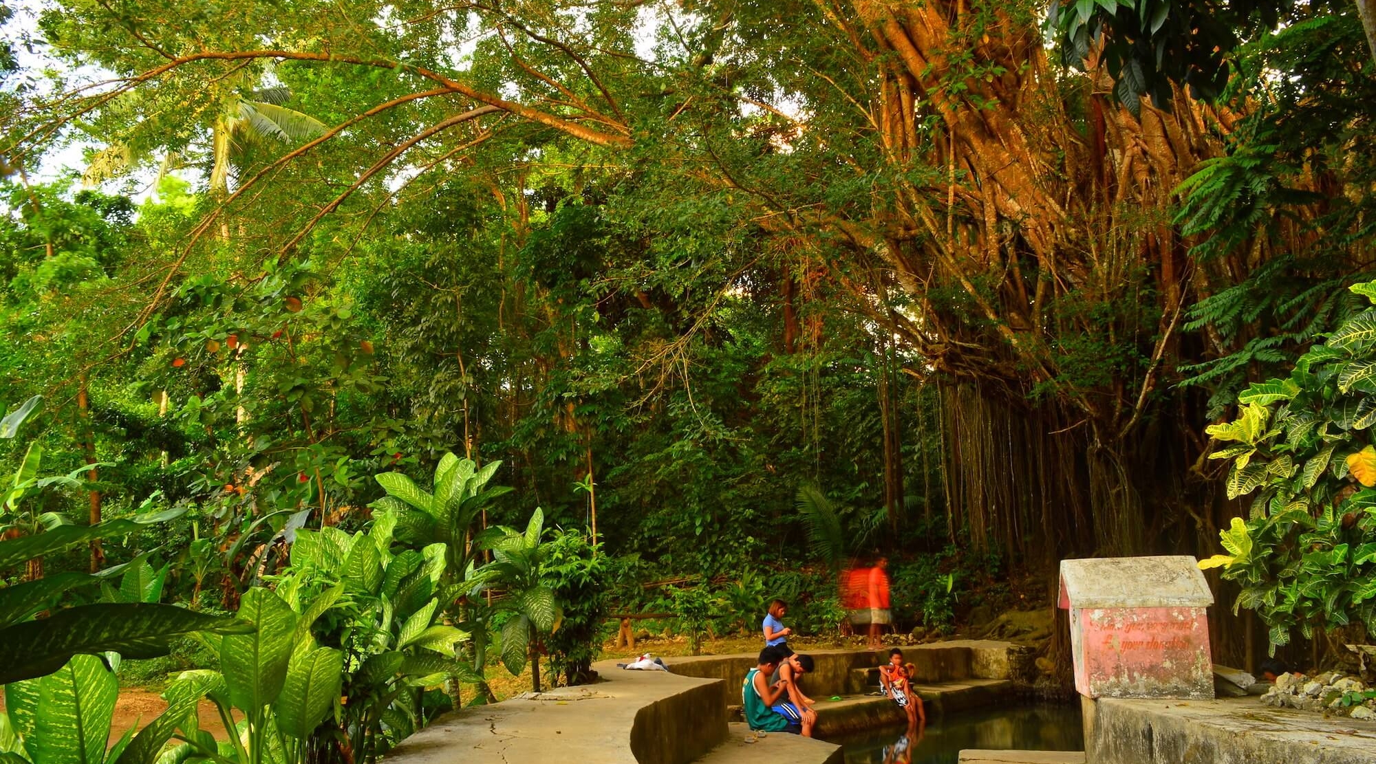 Phillippines_Balete _Tree (1)