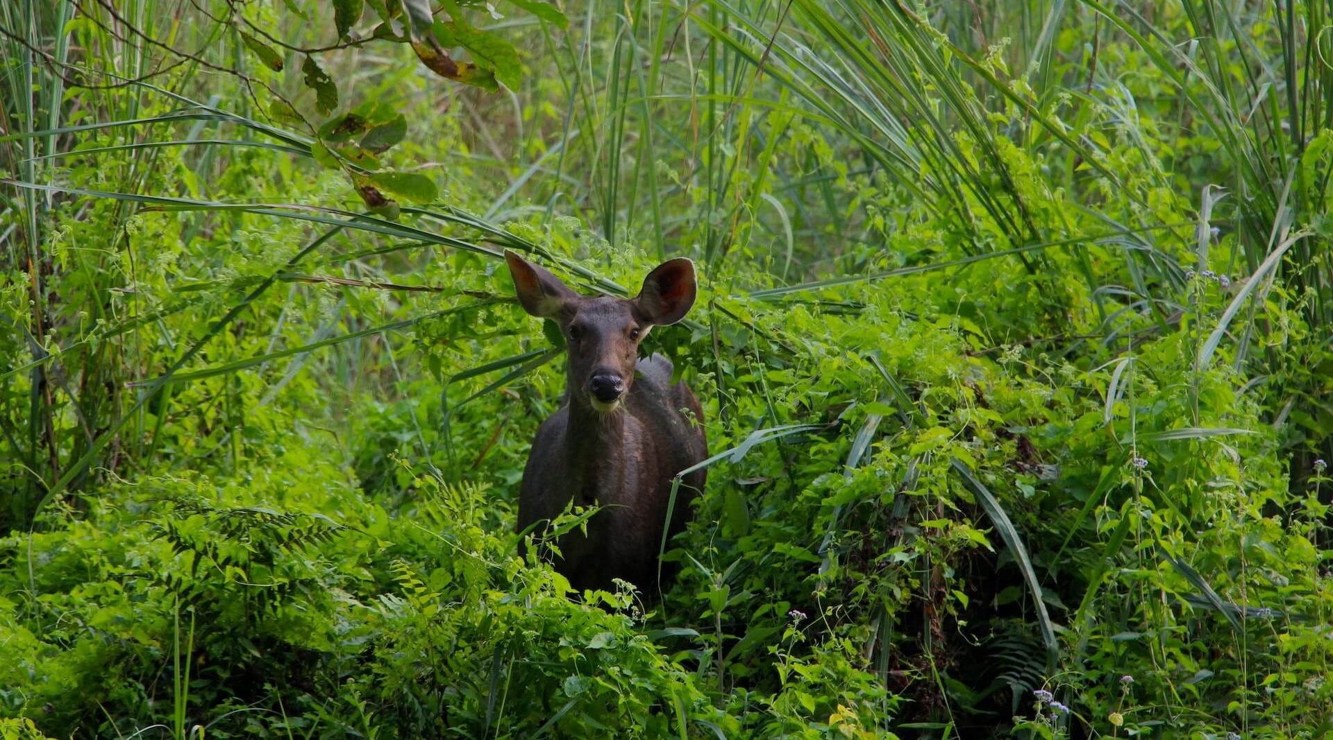 Day12 Nepal  Chitwan (1)