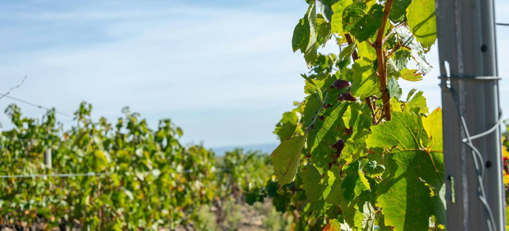 Vineyards, Luberon (1)