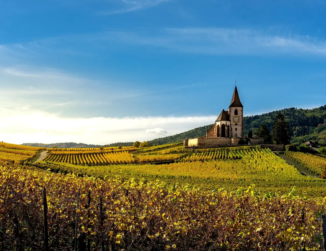 Picture for The Complete Guide To Cycling Alsace article